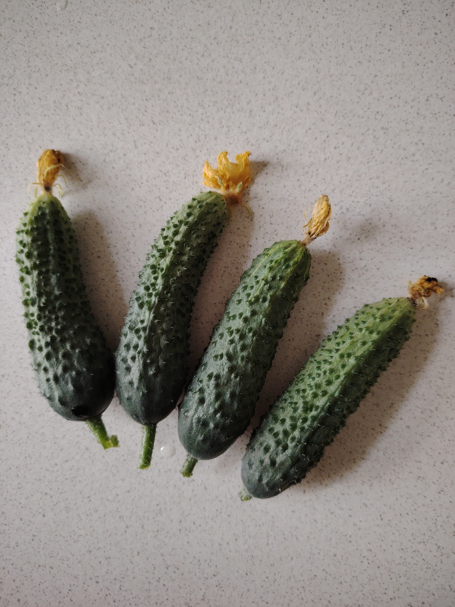 Four small, bumpy cucumbers with yellowed, withered blossoms on their stems are arranged diagonally on a speckled, light-colored countertop. The cucumbers are dark green and have a textured surface with small, pale prickles. The blossom on the leftmost cucumber is more intact than the others, while the blossom on the second cucumber from the left is partially broken. The blossoms on the two rightmost cucumbers are more dried and brown. A few small water droplets are visible on the countertop, suggesting the cucumbers may have been recently washed. The lighting appears to be natural, casting subtle shadows from the cucumbers onto the surface. The image is a close-up shot, focusing solely on the cucumbers and the countertop. There is no visible text in the image. The setting is likely a kitchen or a similar indoor space in Vladimirovka, Russia.
