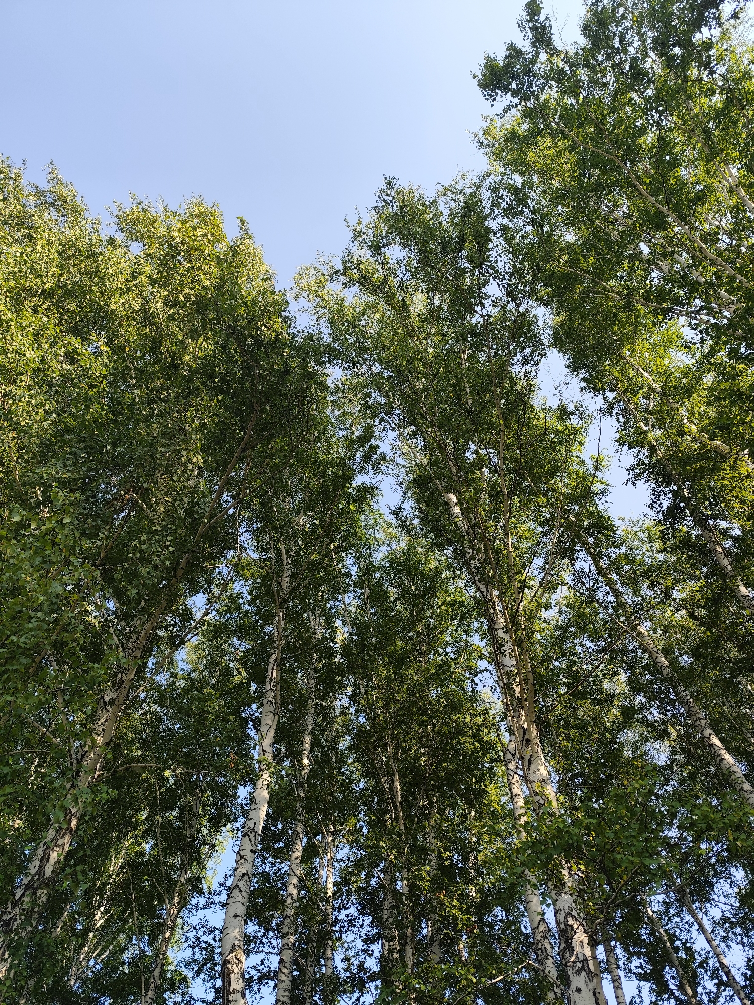 The image shows a low-angle view looking up through a dense canopy of birch trees in a park or natural area. The sky is a clear, bright blue, indicating a sunny day. The birch trees have distinctive white bark with dark markings. Their leaves are a vibrant green, creating a lush, leafy ceiling. The perspective emphasizes the height and mass of the trees, with branches and foliage filling most of the frame. There are no people or animals visible in the image, and no man-made structures are apparent within the frame. The scene conveys a sense of being immersed in nature, surrounded by the natural beauty of a birch forest. This image was taken in the city of Oktyabrskiy, Russia.