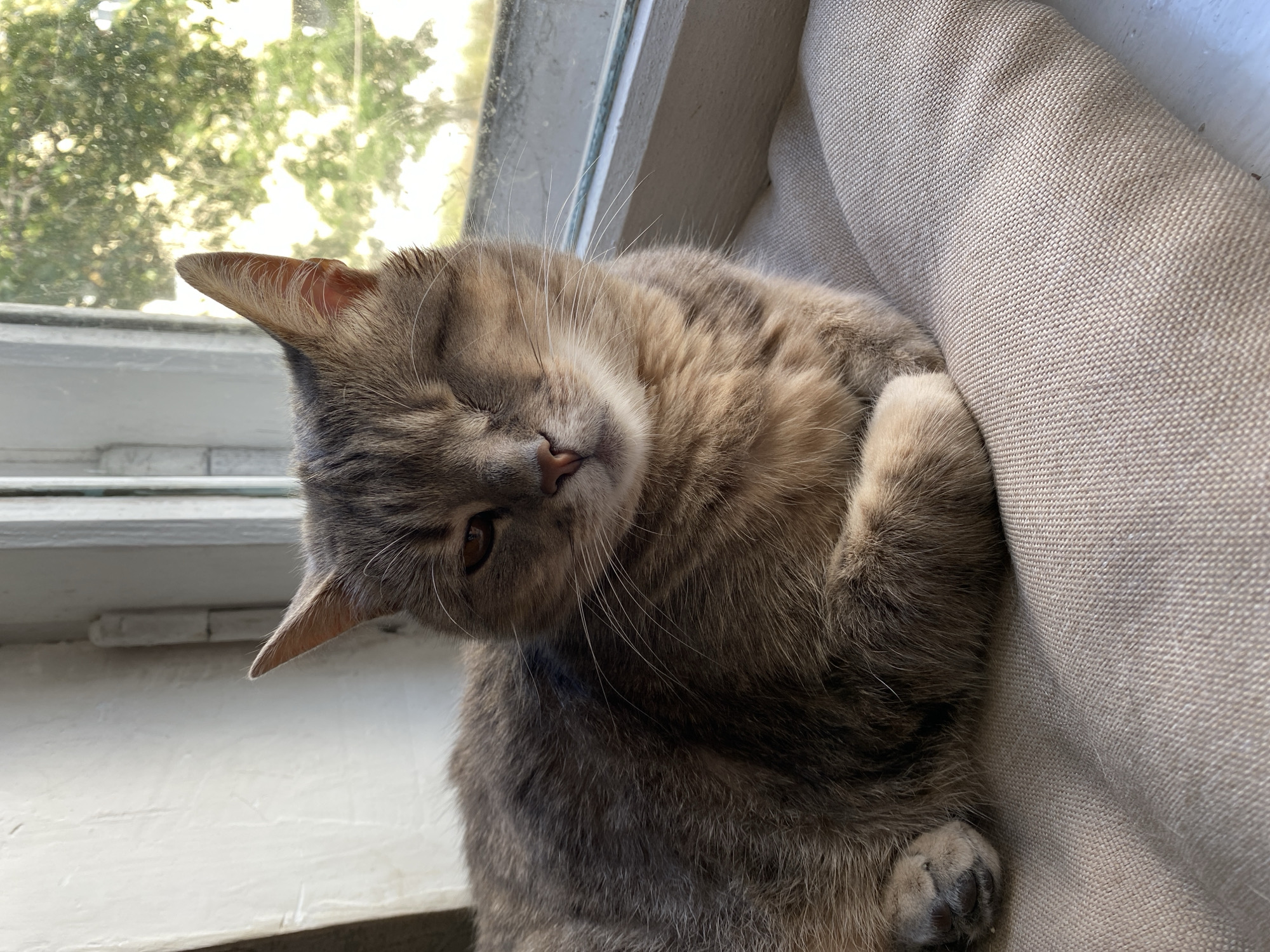 A one-eyed tabby cat rests on a beige cushioned surface in front of a window. The cat is predominantly gray and brown with darker tabby markings. Its right eye is closed, while its left eye is open and brown. The cat's ears are alert and pointing upwards. Sunlight streams through the window, illuminating the scene and casting soft shadows. Outside the window, blurred green foliage is visible, suggesting an outdoor environment. The window frame is white, and the wall to the left of the cat appears to be a textured white surface. The cat's paws are tucked beneath its body.