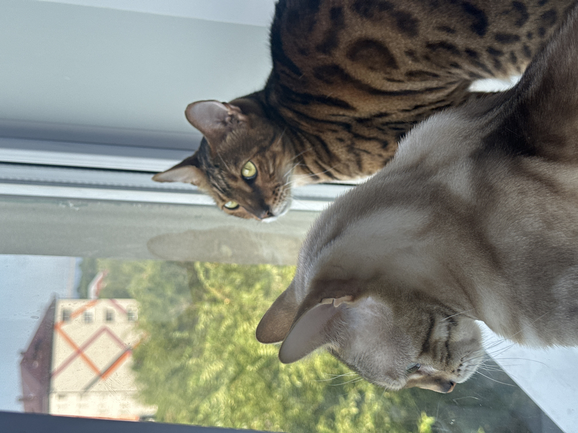 Two Bengal cats are sitting on a windowsill, looking out at the scenery. The cat in the foreground is a lighter color, with grey and white markings. The cat in the background is darker brown with black spots. Outside the window, there are green trees and a building with a red roof and orange criss-cross patterns. The building is located in the city of Energetik, Russia, which is a town known for its nuclear power plant.