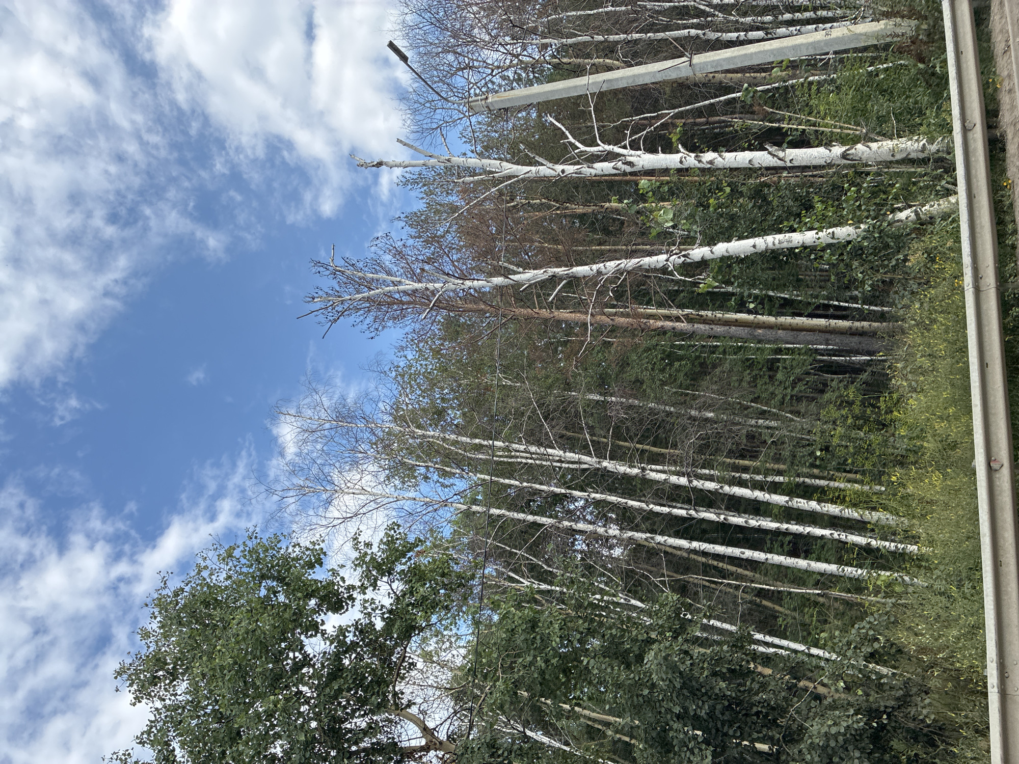 In the city of Markova, Russia, a view captures a forest line with a metal guardrail in the foreground. The trees are predominantly birch, with their distinctive white bark, interspersed with darker, denser foliage and some dead, bare trees. A concrete utility pole with a streetlamp is visible on the right side of the frame, leaning slightly. The sky above is blue with scattered white clouds. The overall impression is of a natural landscape bordering a developed area.
