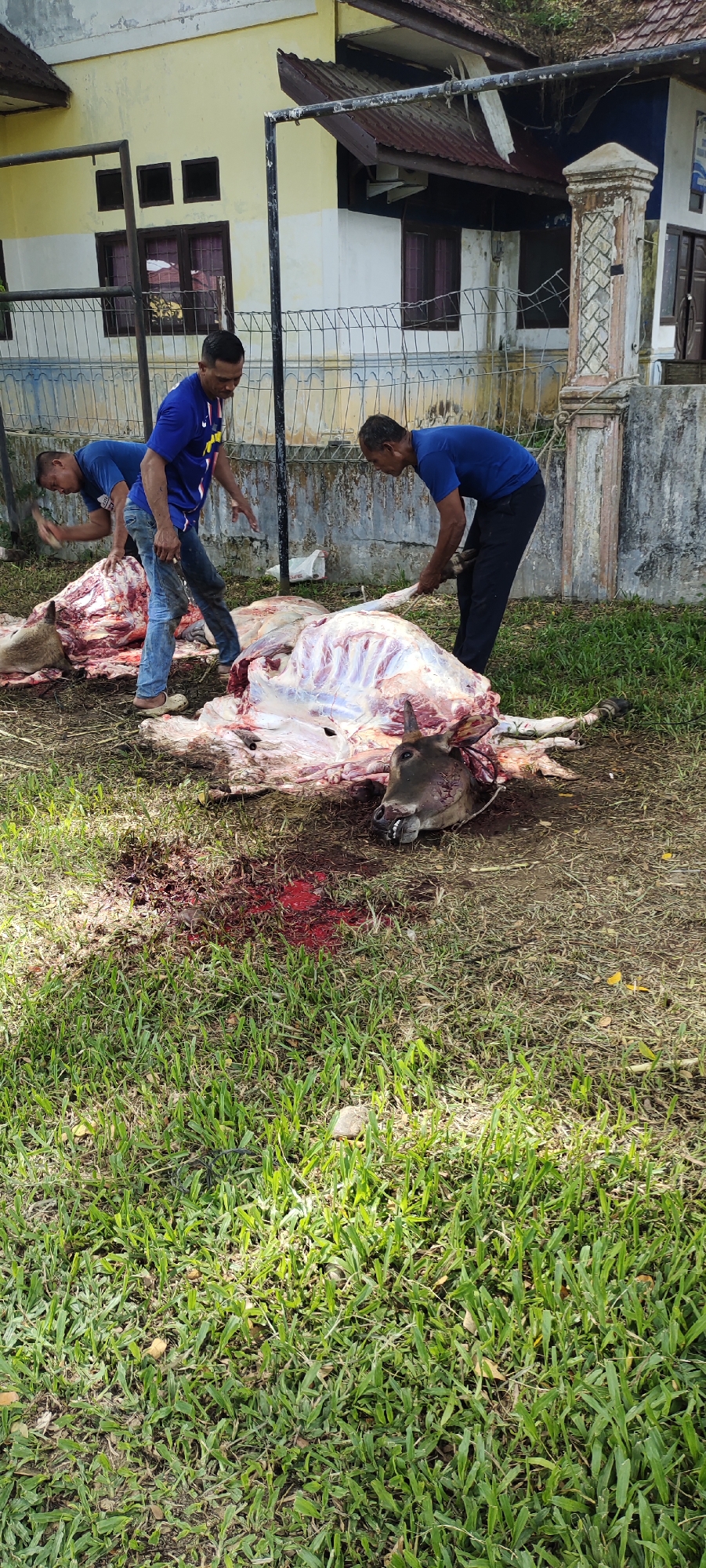 The image depicts an outdoor scene, possibly in Lhokseumawe, Indonesia. Three men are butchering two cows on a grassy area near a building. The cows are partially skinned, exposing the raw meat. Blood is visible on the ground around the carcasses. The men are wearing casual clothes and appear to be using knives or other tools to cut the meat. A building is visible in the background, enclosed by a wire fence and concrete wall.