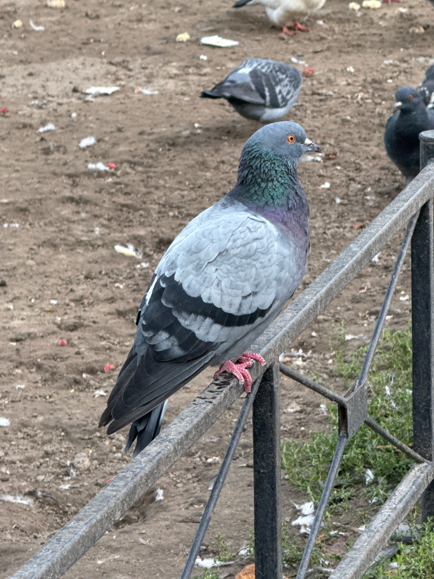 A pigeon with grey and iridescent green feathers perches on a metal fence in an outdoor urban setting. The pigeon is facing left and its feet are visible gripping the fence. In the background, the ground is dirt and scattered with white feathers and small red objects. Other pigeons are visible in the background, one appearing to be dark grey and the other a lighter grey and white. The fence is made of dark metal bars and a horizontal rail. Green foliage is visible to the right of the fence.