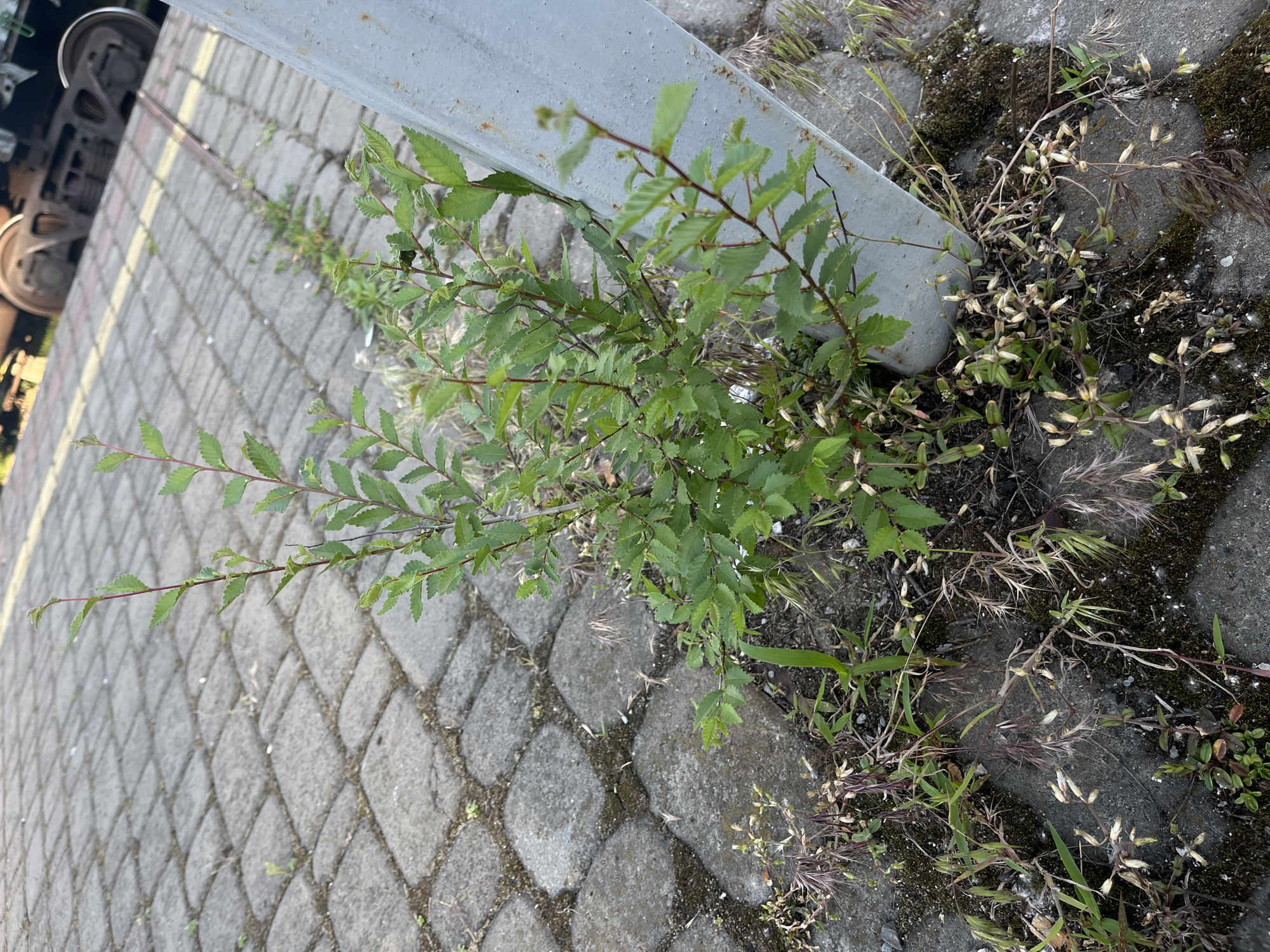 A low-angle, close-up shot captures a cluster of green plants, predominantly a small tree or shrub with serrated leaves and reddish stems, growing from the ground next to a large, light-grey, angled metal pole. The ground is paved with interlocking grey concrete pavers, some of which are covered with moss and small, dry grass stalks with wispy seed heads. In the background, blurred elements suggest an outdoor urban setting, possibly near a railway. The presence of train wheels and tracks is faintly visible, indicating a location in Kyiv, Ukraine. The lighting suggests it is daytime, possibly late afternoon, with soft shadows. There are no people or discernible actions taking place. The overall impression is of nature reclaiming an urban industrial space.