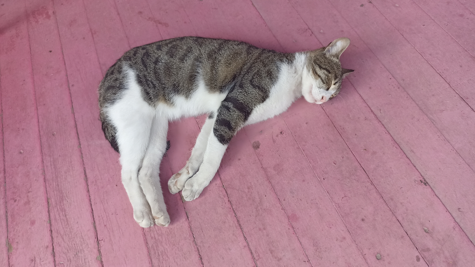 A tabby and white cat is sleeping on a pink wooden floor. The cat is lying on its side with its eyes closed and its head resting on the floor. Its paws are tucked underneath its body. The wooden floor is made of planks that are laid parallel to each other. The image is taken from a high angle, looking down at the cat.
