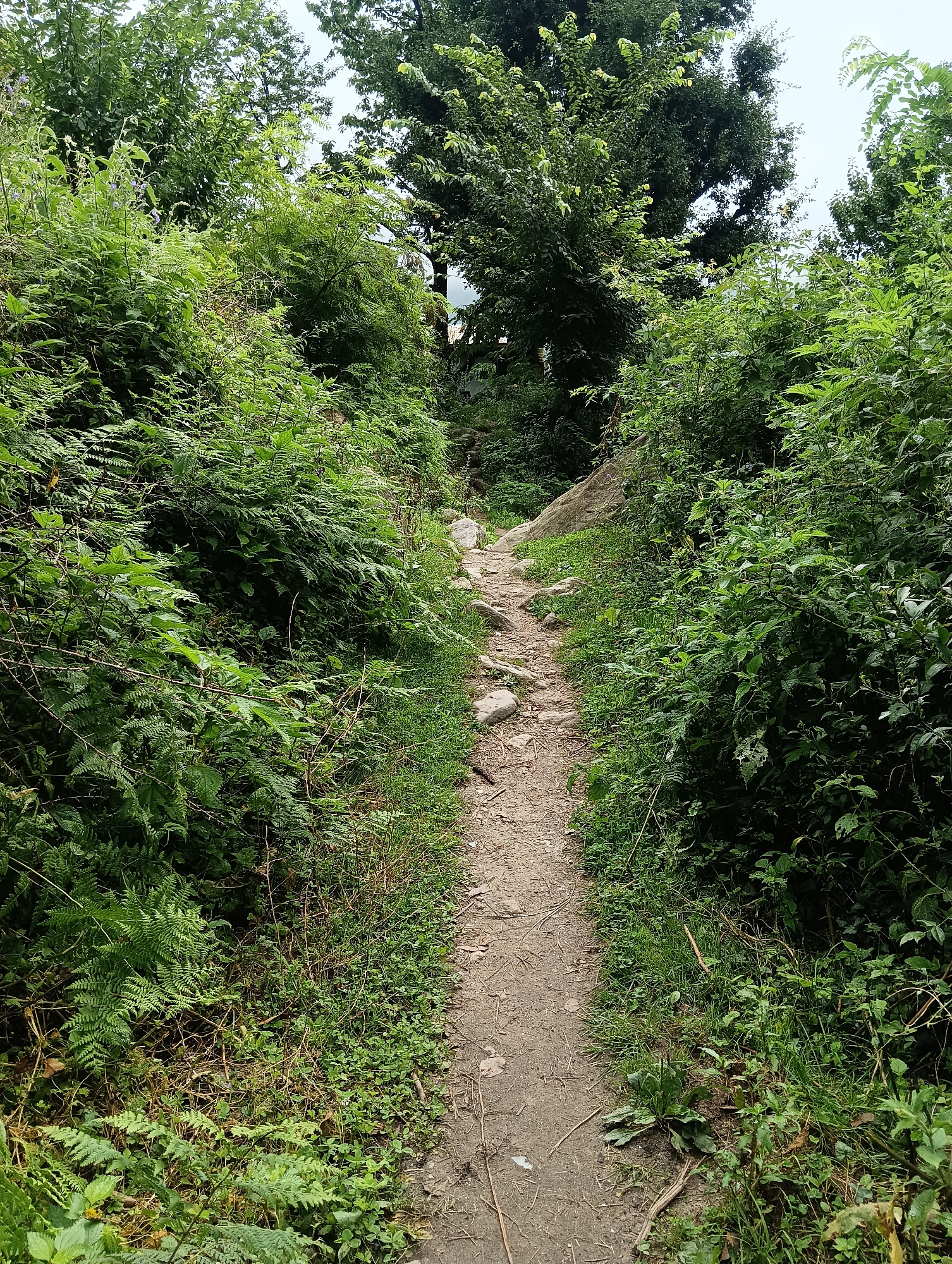 The image depicts a narrow, unpaved dirt path winding through dense green vegetation. The path is uneven and rocky, with scattered stones and pebbles. On either side of the path, thick bushes and ferns grow prolifically, creating a tunnel-like effect. In the background, larger trees are visible, forming a canopy overhead, with a glimpse of a bright sky peeking through. The scene appears to be a natural, undeveloped area, possibly a hiking trail. The location is identified as Chhyal, India.
