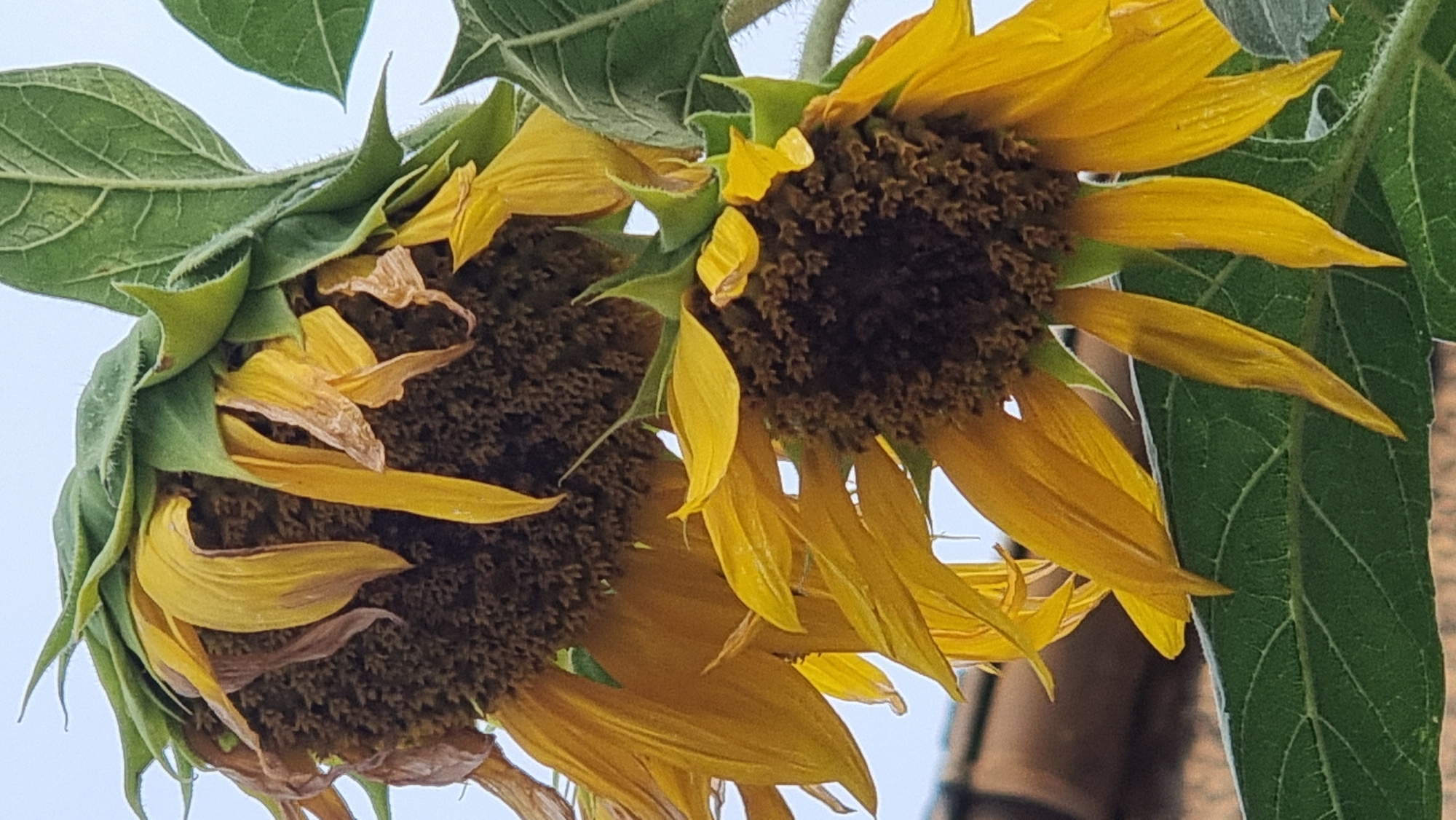 Two sunflowers are pictured from a low angle, their heads drooping downwards. The sunflowers appear mature and some of their yellow petals are wilting and brown. The dark centers of the flowers are visible, covered in seeds. Large green leaves are present, with visible veins. In the background, a blurry brown structure, possibly a roof or wall, is visible, along with a light blue sky. The scene is outdoors, likely in a garden or natural setting. The image was taken in Sant Joan Les Fonts, Spain.