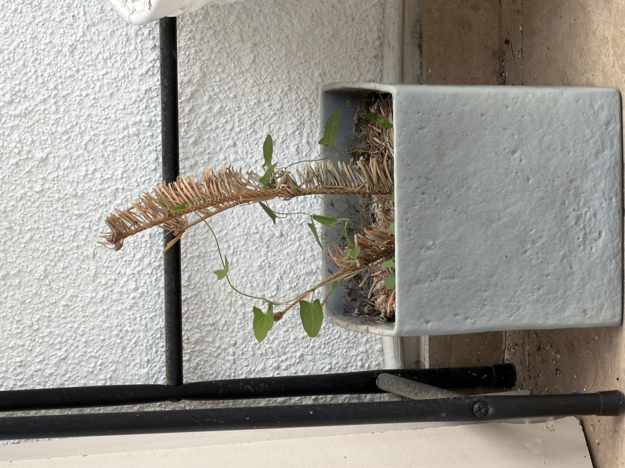 An outdoor shot, likely a balcony or patio, shows a light grey, square ceramic pot containing a small, struggling plant. The plant is a mix of green, healthy leaves and dry, brown, dead stems. A thin, black metal structure, possibly part of a railing or stand, is visible on the left side of the frame, with another similar horizontal bar running behind the plant. The background is a textured, white wall, characteristic of many buildings in Tbilisi, Georgia. The ground appears to be tiled or paved, with some loose debris visible. The lighting suggests it is daytime, possibly morning or afternoon.