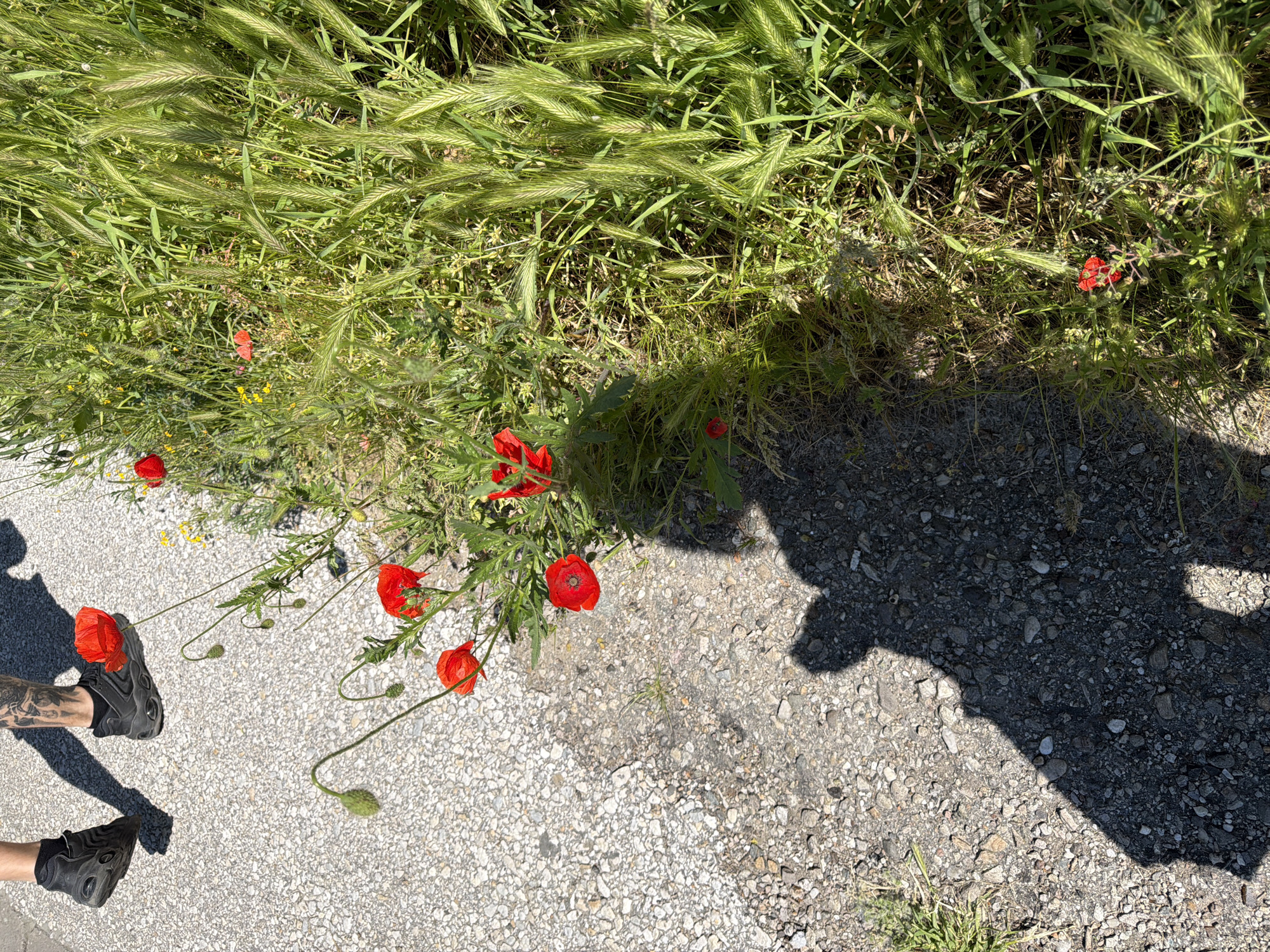 The image shows a section of rough gray asphalt near a grassy verge with various plants and several bright red poppies. The shadow of a person is visible on the asphalt, along with their feet clad in black shoes. One foot has a tattoo on the ankle/lower leg. The location is Plovdiv, Bulgaria, based on visual reference.