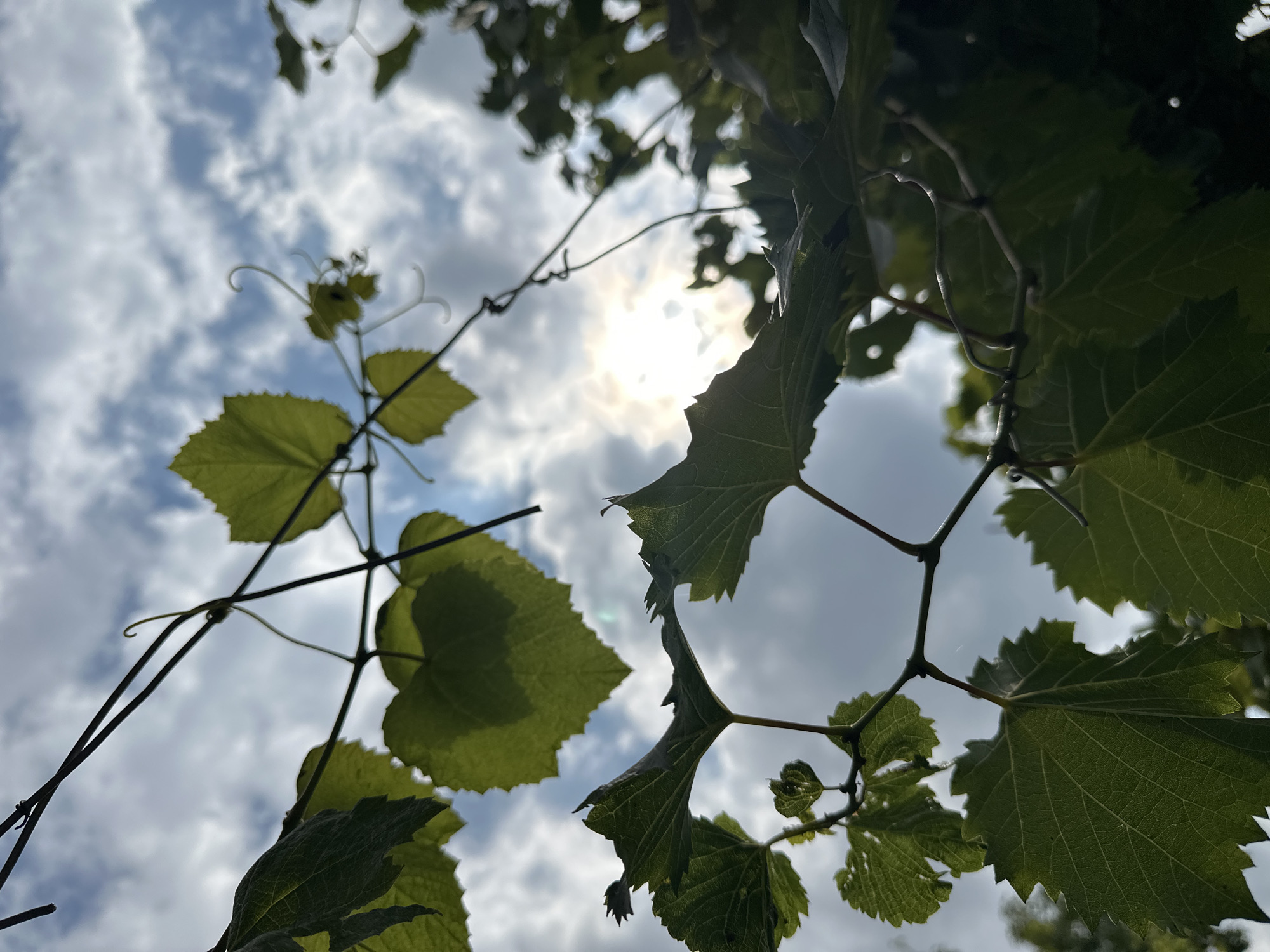 The image is a close-up, low-angle shot of green grape leaves and vines against a cloudy sky. The sun is partially visible, peeking through the clouds and casting a bright glow. The leaves are detailed, showing their veins and serrated edges. Tendrils of the vine curl and twist among the branches. The overall scene suggests a vineyard or a garden setting on a partly sunny day. The image does not provide any information about the city of Yessentuki, Russia, or any people or specific actions.
