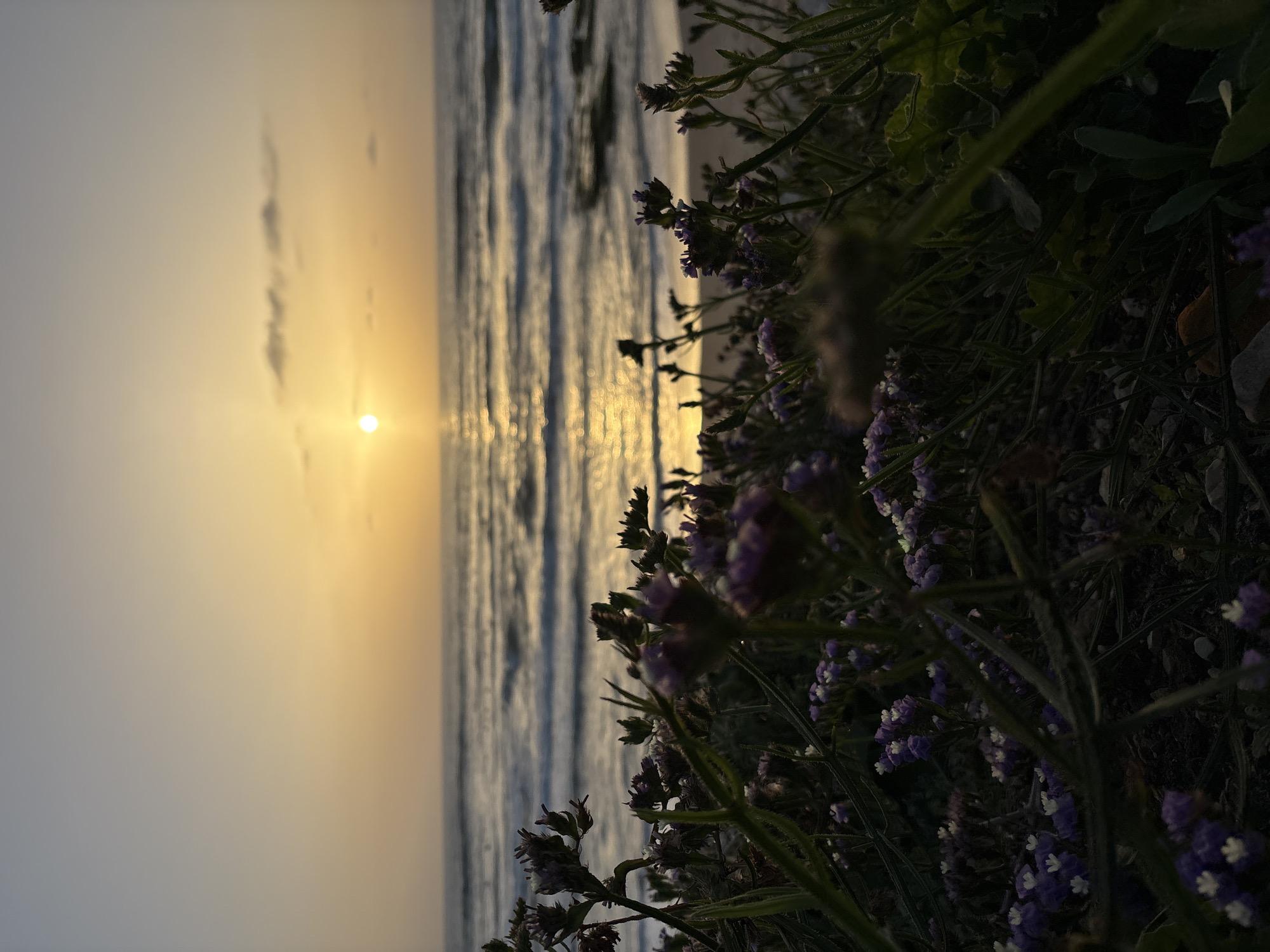 A view of the ocean at sunset, taken from the edge of a cliff or dune. The sky is a gradient of yellow and gray. The sun is low on the horizon. Waves are visible in the ocean. Purple and white flowers and greenery are in the foreground, slightly blurring the view of the ocean in some areas. The location is Unknown, Unknown. There are no people visible.