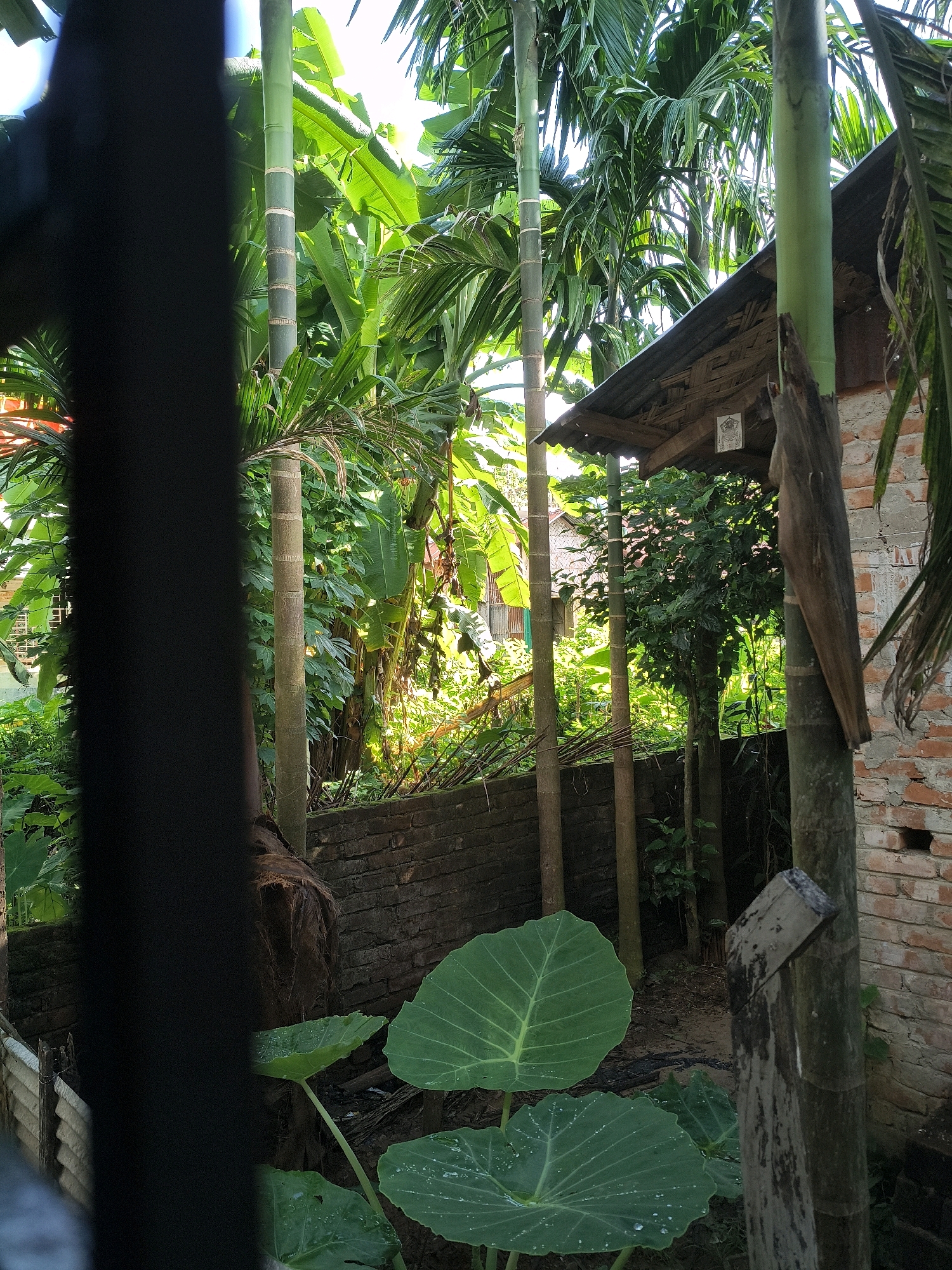 The image depicts a view from behind a dark, blurred foreground object, likely a fence or a window pane, looking out into a lush, green, tropical environment. Several tall, slender trees with segmented trunks, possibly palm trees or bamboo, dominate the scene. Their fronds are vibrant green and spread out against a bright, overcast sky. In the mid-ground, a small, rustic structure with a corrugated metal roof and wooden eaves is visible, partially obscured by the foliage. The walls of the structure appear to be made of brick. Below the structure and to the right, a weathered wooden post stands. In the foreground, large, heart-shaped green leaves, possibly from a taro plant, are prominent, some with visible water droplets. A low, brick wall runs along the mid-ground, separating the area with the large leaves from the trees and structure. The overall impression is of a rural or semi-rural setting in a humid climate, consistent with locations in Rangamati, Bangladesh, known for its abundant vegetation and tropical landscape. There are no people visible in the image.