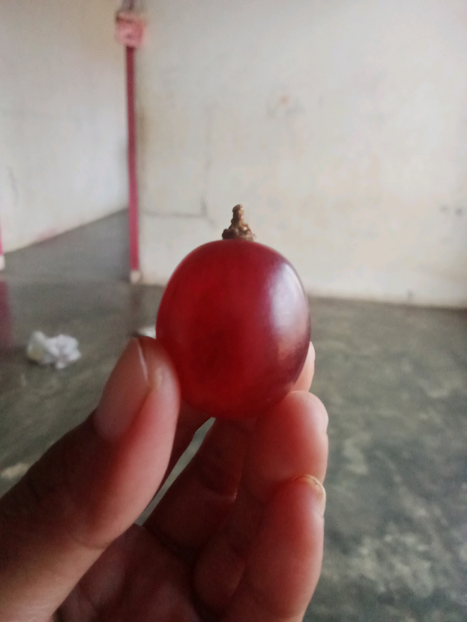 A close-up shot shows a person's hand holding a single, ripe red grape against a blurred background of a room with light-colored walls and a gray floor. The grape is plump and round with a small stem attached to its top. The person's fingers are visible, gently supporting the fruit. The environment suggests an indoor setting, possibly a home or an establishment in an unspecified urban area in Indonesia.