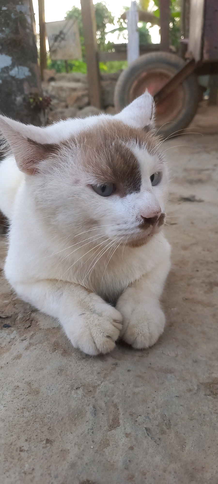 A medium shot captures a white cat with brown markings on its face and ears, resting on a concrete ground. The cat is looking to its right, with its front paws neatly tucked beneath its chest. Its fur is short and appears clean. The background is somewhat blurred, showing wooden structures, foliage, and a wheel from what appears to be a cart or wheelbarrow. The lighting suggests it is daytime, possibly late afternoon given the warm tones. The scene is set outdoors, likely in a rural or semi-rural area. No people are visible in the frame. The location is specified as Jongkang, Indonesia.