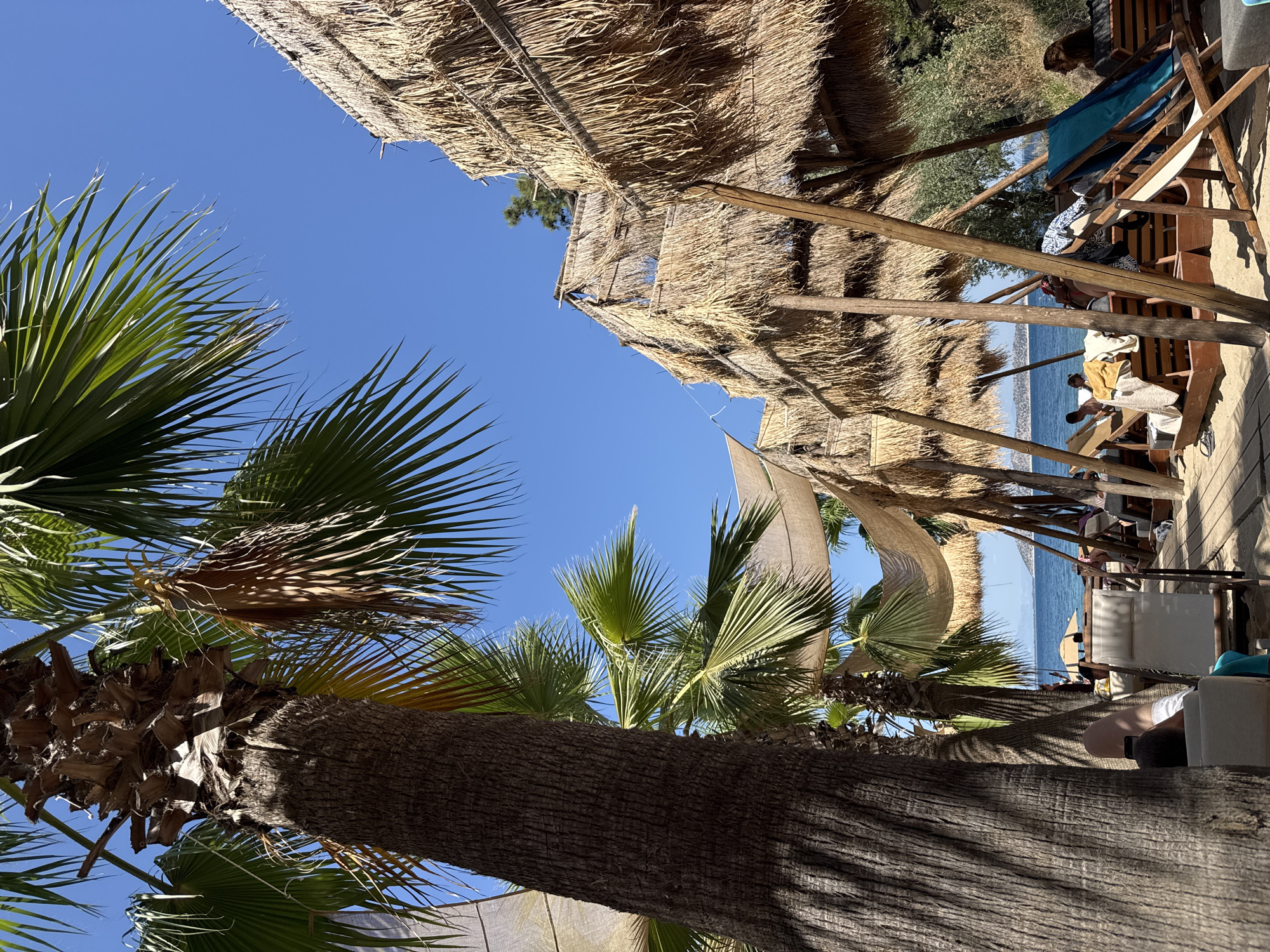 This is a ground-level, eye-level shot of a beachside resort in Thassos, Greece, on a sunny day. The foreground is dominated by the textured trunk of a large palm tree on the left. To the right of the palm tree, the scene opens up to a beach area with thatched-roof cabanas and lounge chairs. The cabanas are constructed with natural materials, primarily straw or palm fronds, supported by wooden poles. Beneath the cabanas, lounge chairs are arranged, some occupied by people. In the middle ground, the clear blue sea stretches to the horizon, with a few distant islands visible. The sky is a cloudless, vibrant blue. The atmosphere is one of relaxation and leisure, with the natural elements of the beach, palm trees, and sea creating a tropical ambiance.