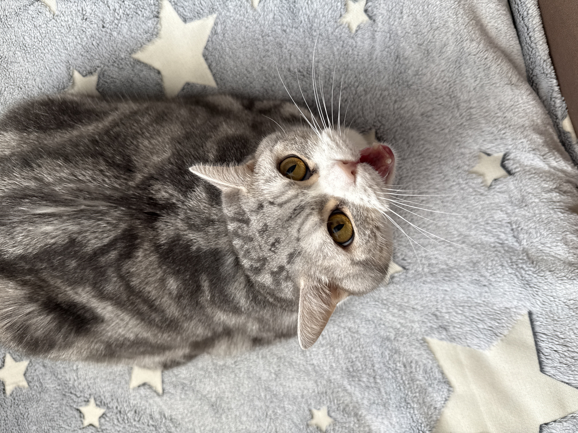 A gray tabby cat is lying on a gray plush blanket with white stars. The cat is facing upwards and slightly to the right, with its head tilted. The cat's tongue is sticking out of its mouth. The cat has yellow eyes and white whiskers. The cat's coat is gray with dark gray stripes. The blanket is soft and fluffy. The image was presumably taken indoors. There is no indication of the city Chaikovsky, Russia.