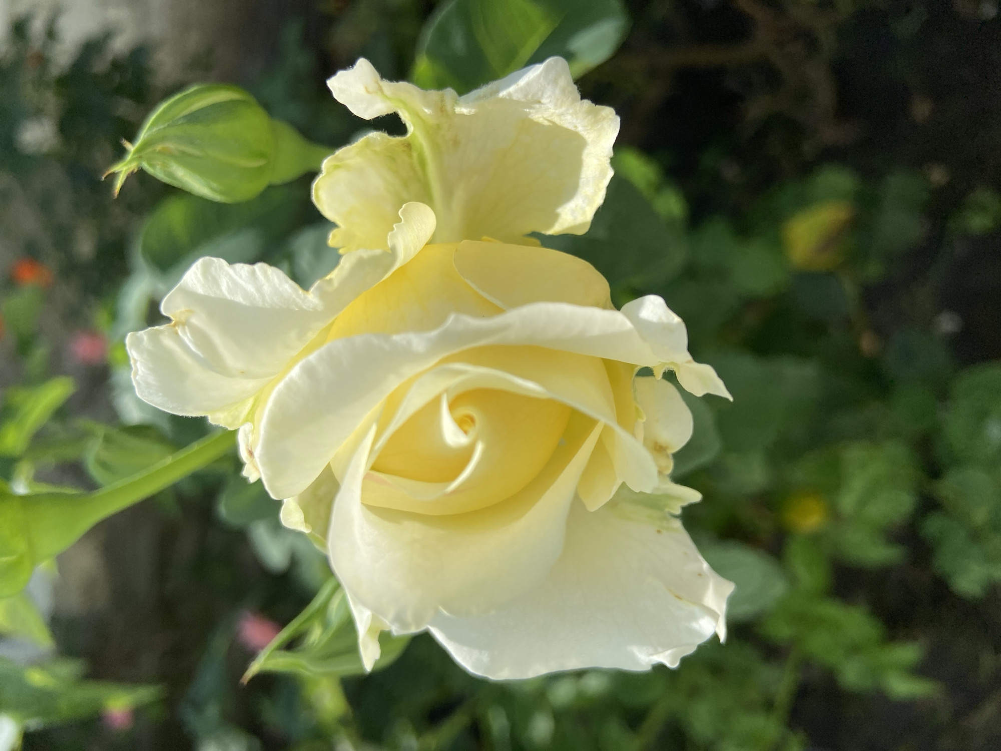 The image shows a close-up, shallow depth of field view of a pale yellow rose in bloom, with a green rosebud to its right. The rose petals are delicate and unfurling, with some of the outer petals appearing slightly wilted or tinged with green. The rose is positioned on a stem with green leaves and appears to be outdoors, possibly in a garden setting. The background is out of focus, showing hints of green foliage and possibly some other muted colors, suggesting a natural or landscaped environment. The lighting suggests it is daytime, with sunlight illuminating the rose. There are no people or other significant objects visible in the frame. The location in Stavropol, Russia is not discernible from the visual information presented in the image.