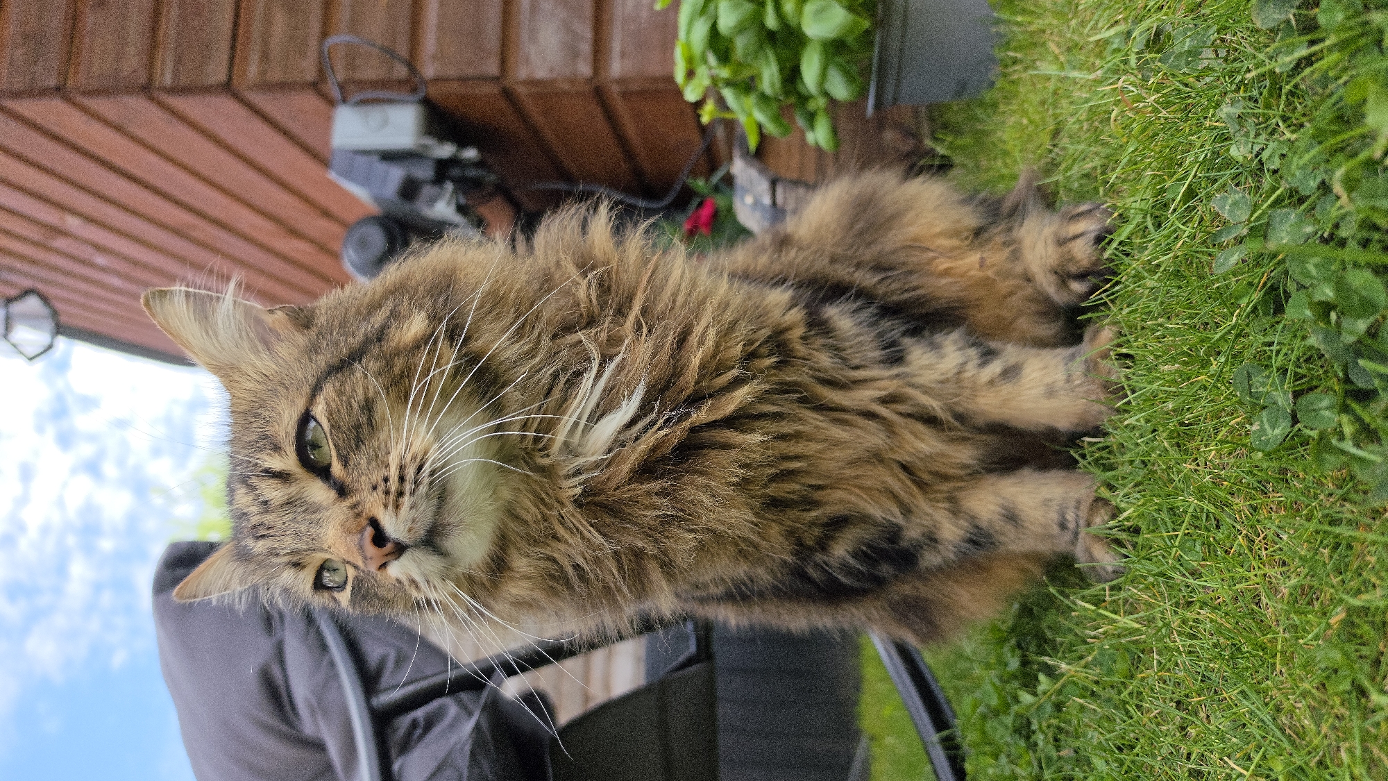 A medium-long shot depicts a brown tabby cat with long fur, seated partially on a black chair and partially on green grass. The cat is looking slightly downward and to the left of the frame. The background shows the side of a wooden building with a plant in a pot situated against it. Behind the building is the partially visible sky. An electrical box is mounted on the wooden wall. The location is indeterminate.