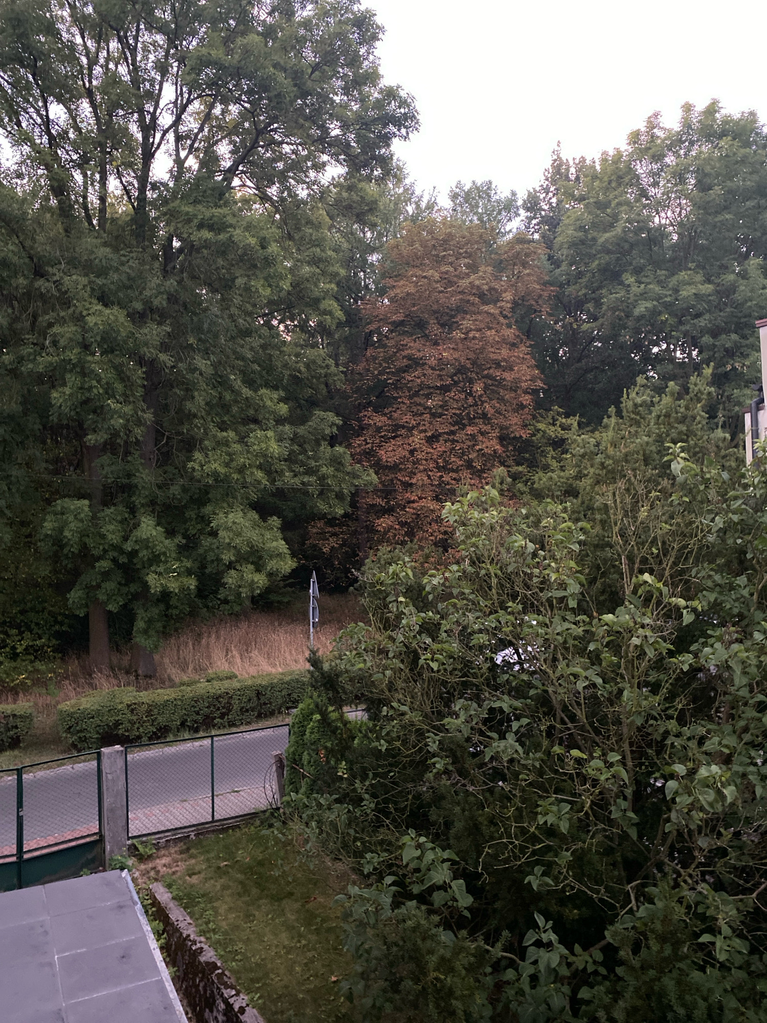 This is an eye-level, medium shot taken from a slight elevation looking down into a street and residential area. The scene is dominated by mature trees with dense foliage, suggesting a leafy suburban or park-like setting within Katowice, Poland.
In the foreground, a grey tiled surface, possibly a balcony or rooftop, occupies the lower left corner. Adjacent to this is a strip of grass and a low concrete retaining wall. A dark green hedge runs along the top of this wall, bordering a paved street. A black metal fence with a chain-link infill separates the street from a grassy verge and more dense vegetation. A street sign, a dark blue pole with a white sign, is visible near the center of the frame, positioned on the grassy verge beside the road.
The middle ground features a road that curves slightly, with visible paving stones. The road is lined with hedges and further dense greenery. Several large trees with varying leaf colors are prominent. One tree in the center has foliage that appears to be turning brown, hinting at an autumn season. To its left and right, other trees display deep green leaves.
The background is filled with more trees, creating a thick canopy that extends to the top of the frame. The sky is overcast and bright white, suggesting an early morning or late afternoon with diffused light. The overall impression is one of a tranquil, nature-rich environment within a developed area, likely a residential neighborhood in Katowice, Poland, characterized by its abundant trees and well-maintained streetscape. There are no people or animals visible in the image.