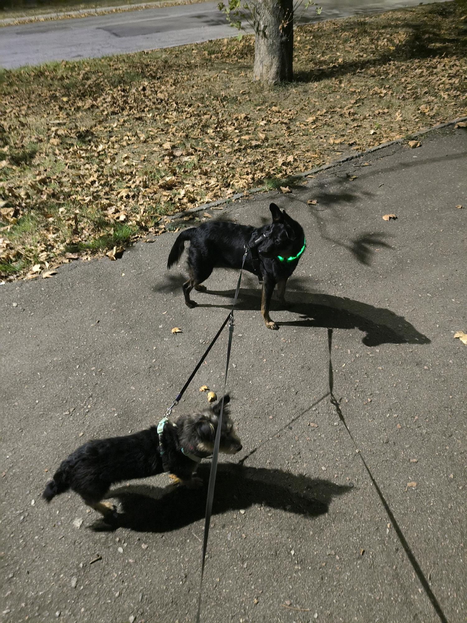 Two dogs are walking on a paved path next to a grassy area covered in fallen leaves. The larger, black dog in the background is wearing a bright green LED collar. The smaller, shaggy dog in the foreground is wearing a harness and is on a leash. The image appears to have been taken at night, as indicated by the artificial lighting and shadows cast by the dogs and the tree. The environment suggests a park or residential area with a street or sidewalk nearby.