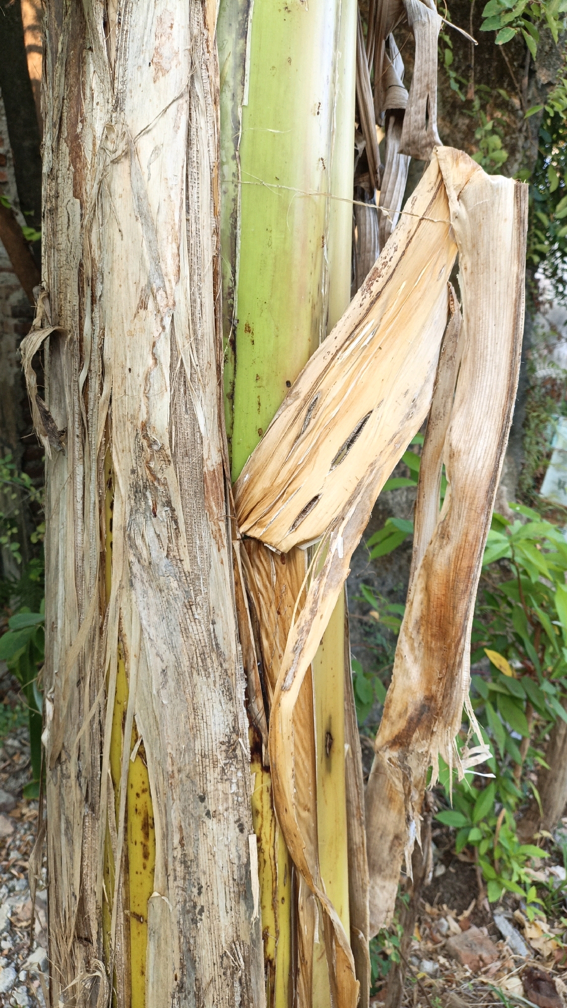 The image shows a close-up view of the pseudostem of a banana plant. The pseudostem is composed of tightly rolled leaf sheaths. The outer layers are dry and fibrous, exhibiting a beige to light brown color and a rough, textured appearance. Some of these outer layers are peeling away, revealing the smooth, green, and vibrant inner layers of the pseudostem. There are some dark spots and lines visible on the inner green surfaces, which could be natural markings or signs of minor damage. In the foreground and midground, dried, papery banana leaves hang loosely, some torn and frayed, with a yellowish-brown hue. In the background, out-of-focus green foliage and some brown debris on the ground suggest an outdoor, possibly garden or natural setting. No people are present in the image. The scene is a detailed observation of the texture, color, and decomposition stages of a banana plant's pseudostem and associated leaf material. The specific location in Cikal, Indonesia, is not discernible from the visual information alone.