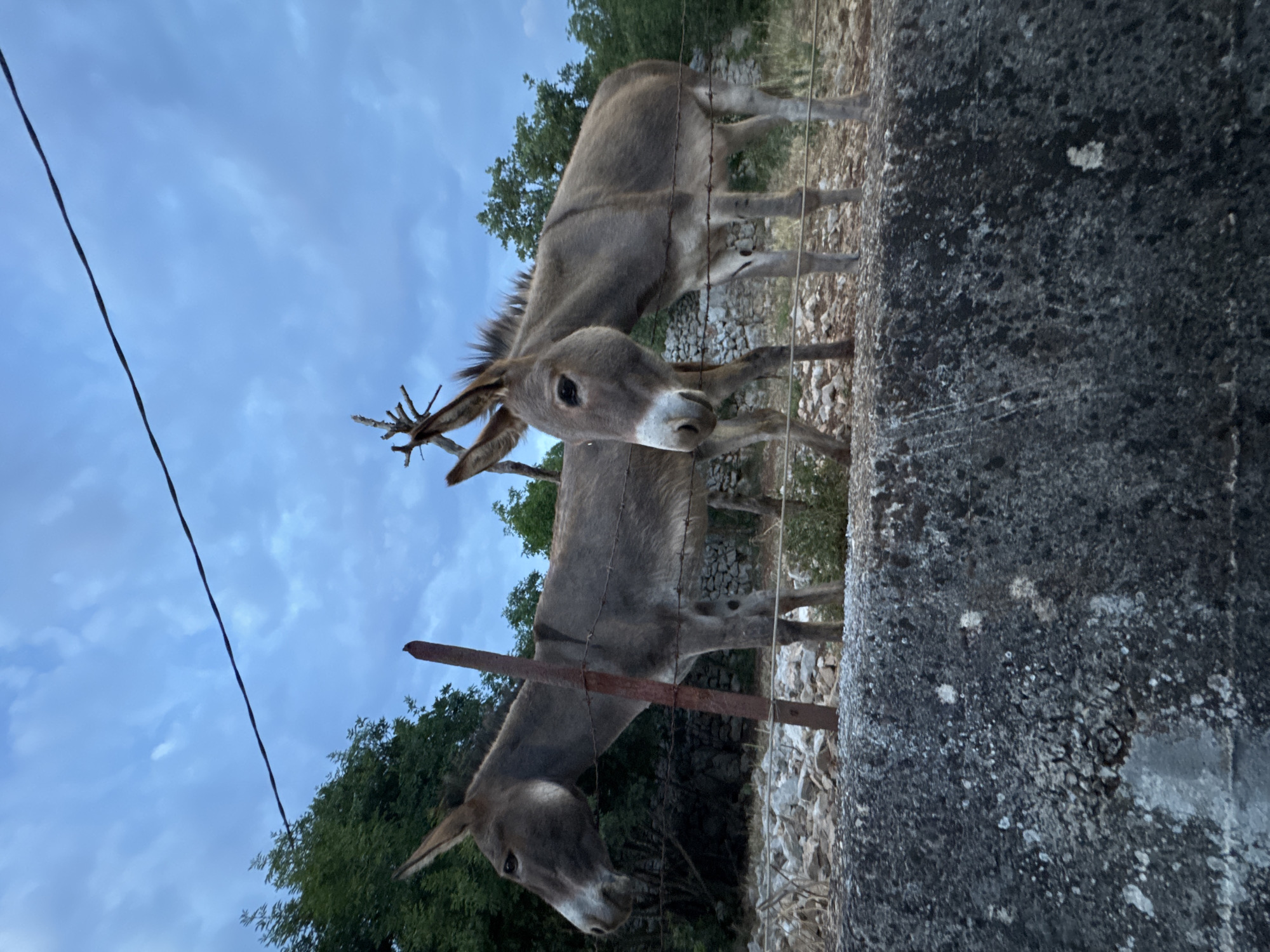 Two donkeys stand behind a barbed-wire fence and a rough, grey stone wall. The donkey on the left faces left, with its head turned slightly to the right, revealing its profile. Its body is mostly visible. The donkey on the right faces the viewer and is positioned slightly in front and to the right of the first donkey. Its head is turned to the right, and its body is partially obscured by the first donkey. Both donkeys are grey and appear to be in a natural, outdoor environment with trees and a rocky ground visible in the background. The sky is overcast with some clouds. A thin wire stretches across the top portion of the image, also contributing to the fenced-off appearance of the area.