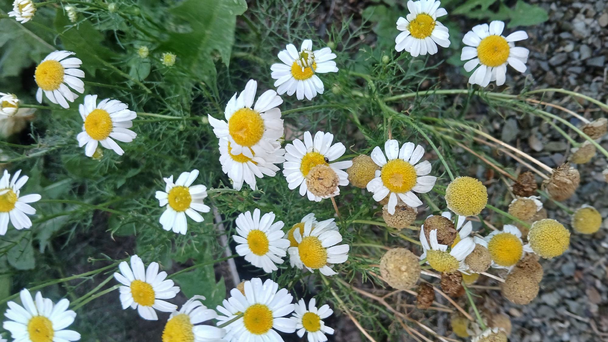 A close-up, vertical, eye-level shot captures a cluster of white chamomile flowers with bright yellow centers, interspersed with greenery and some dried flower heads. The flowers are in various stages of bloom, with some appearing fresh and others withered. The background consists of dark soil and some green foliage. The scene is natural and outdoors. There are no people or animals visible. The image does not provide any information that would allow for the localization of this scene within the city of Astana, Kazakhstan.