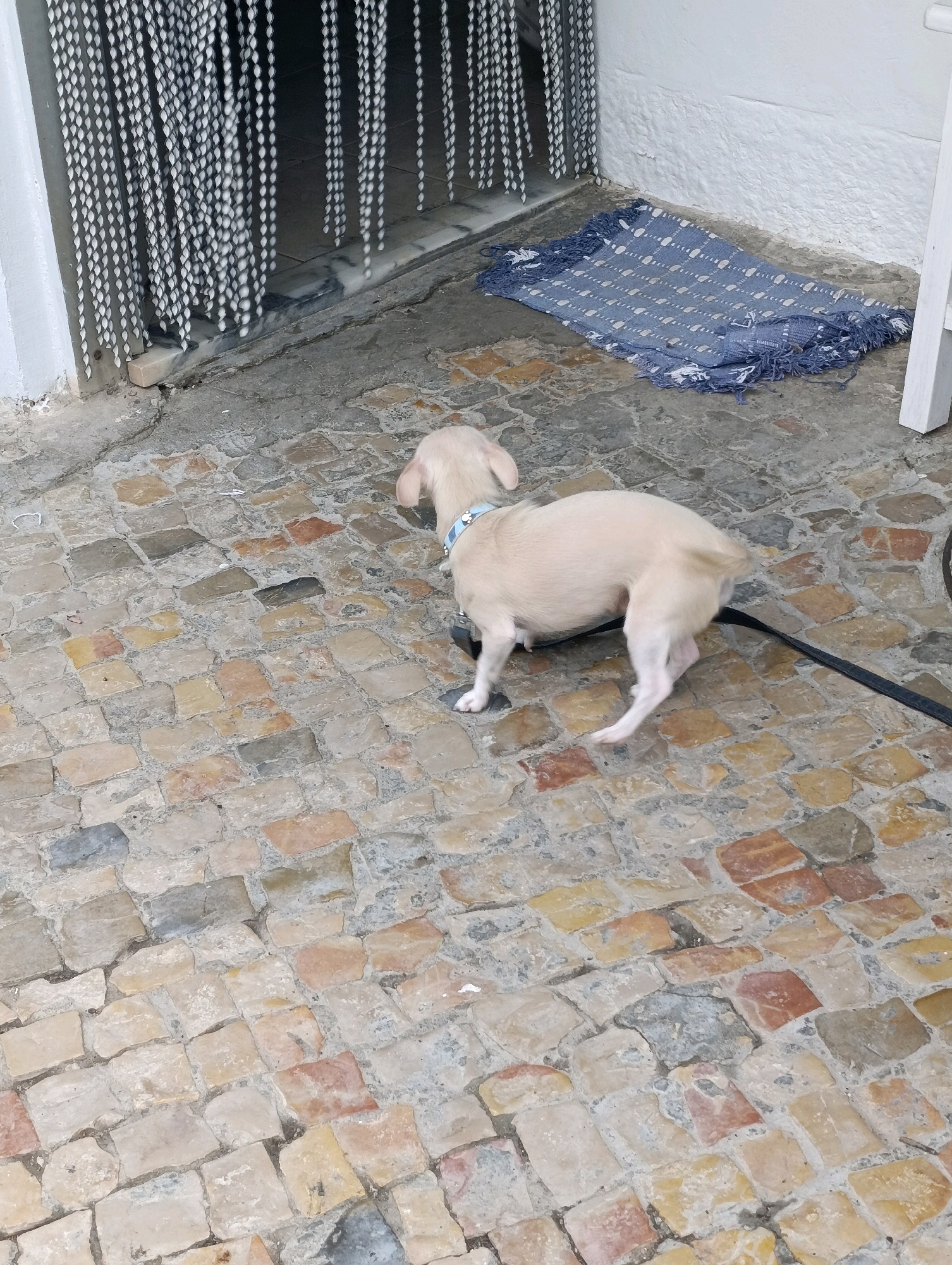 A light-colored dog wearing a blue collar is standing on a cobblestone ground outside. The dog is facing away from the camera and appears to be on a leash, which is visible extending to the right. Behind the dog, a beaded curtain hangs vertically, partially obscuring an entrance. To the right of the beaded curtain, a blue and white patterned rug is laid on the cobblestones. The ground is uneven, with various sizes and colors of cobblestones, suggesting an older urban environment. The white wall and part of a white structure are visible in the background.