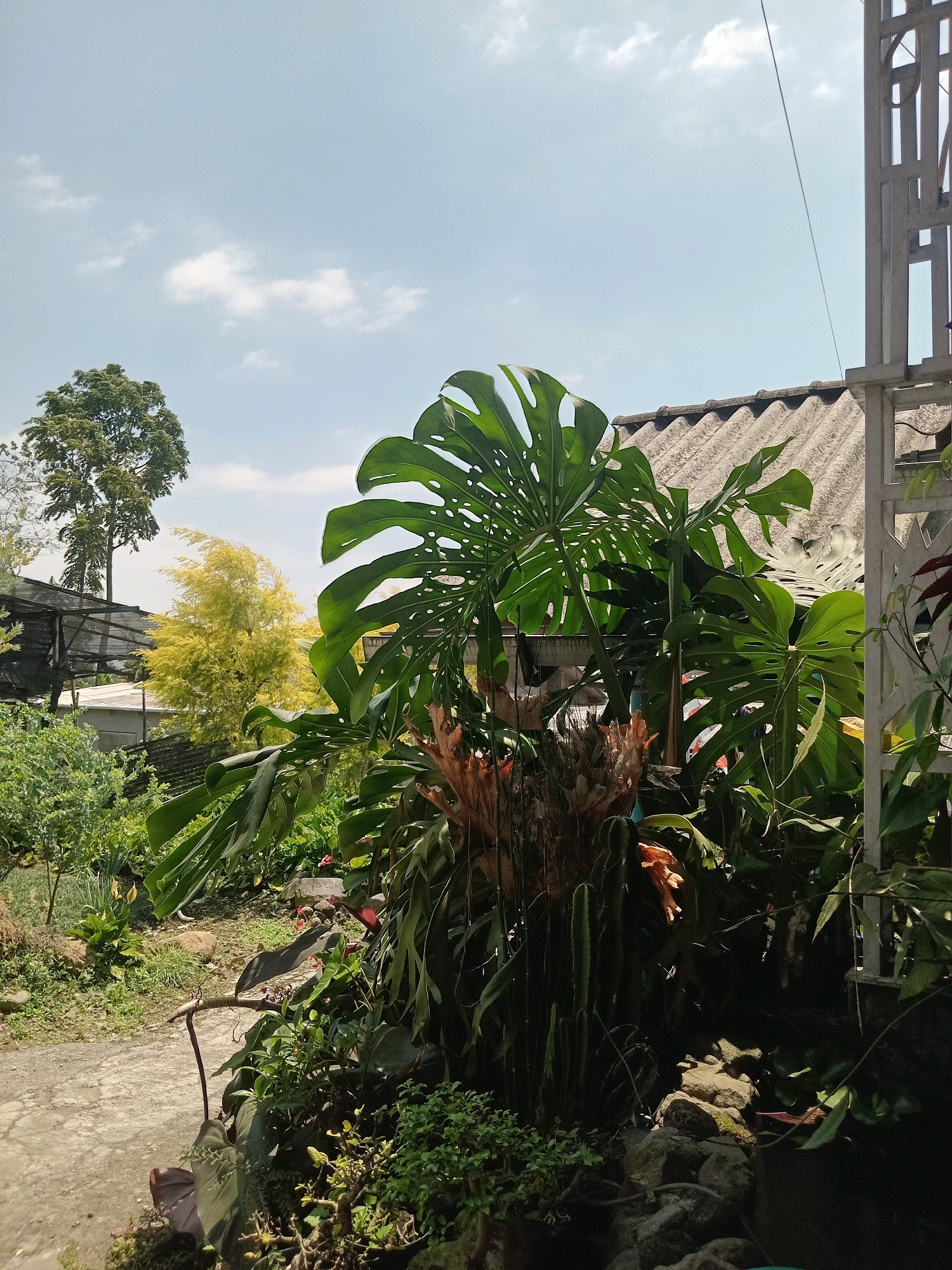 A medium-shot, exterior, vertical, natural light photograph captures a vibrant garden scene in Claket, Indonesia, on a clear day with sparse clouds. The foreground is dominated by a large, lush Monstera deliciosa plant, its iconic split leaves prominently displayed. To the left, a pathway made of concrete winds through the garden. In the mid-ground, a variety of green plants, including what appears to be a cactus and staghorn ferns, are visible. A distant, slender green tree stands against the bright sky, with a yellow-leafed tree also visible. The background features the corrugated roof of a building, a metal structure on the right side, and a black mesh fence. The overall atmosphere is one of a well-maintained, tropical garden.