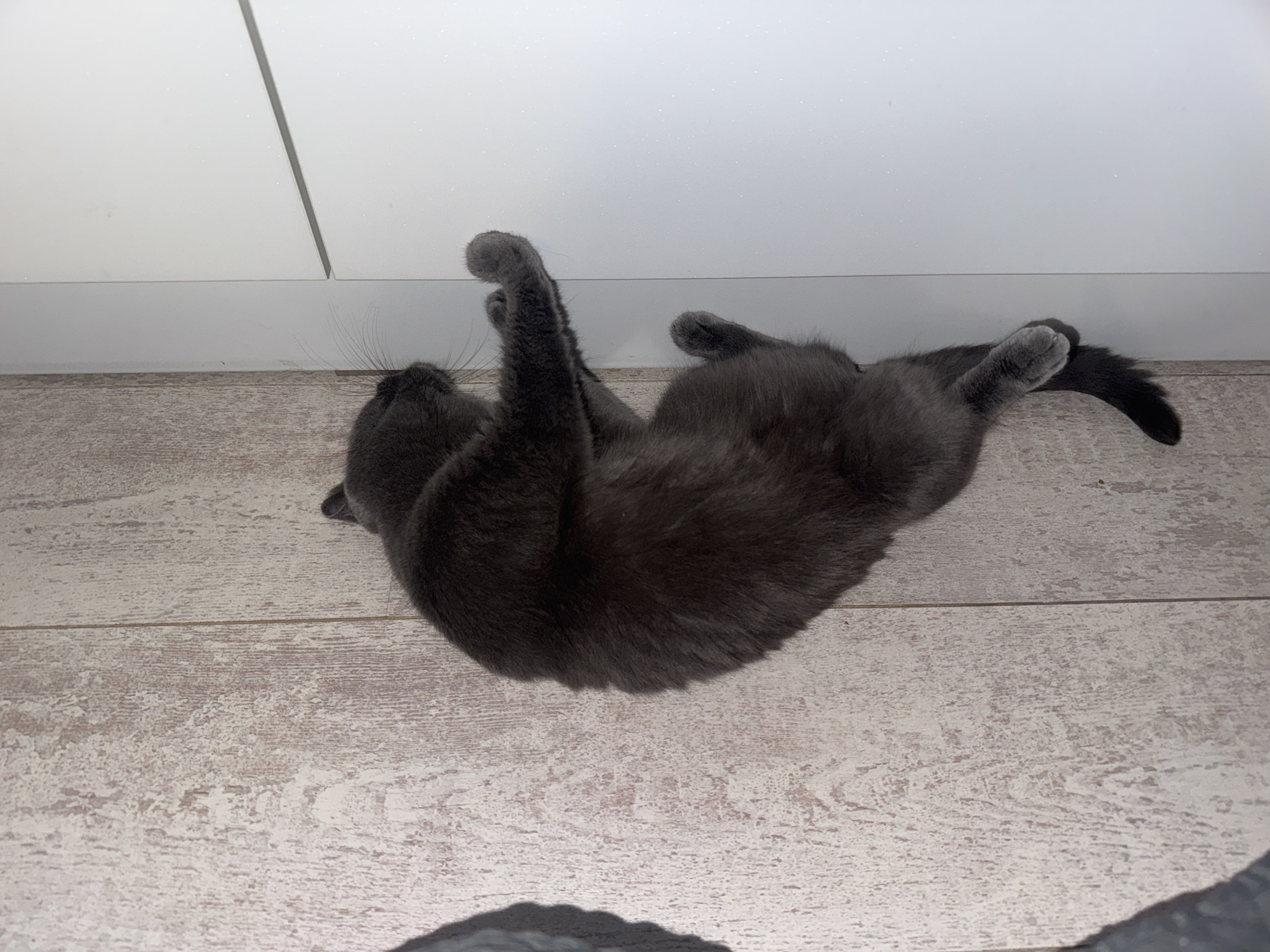 A short-haired, dark gray cat is lying on its back on a light-colored, wood-plank floor. The cat is curled up with its paws extended upwards. Its eyes are closed and its mouth is slightly open, suggesting it is relaxed or sleeping. The cat's tail is curled over its body. The background consists of a white wall that meets the floor at a baseboard. The lighting appears to be indoor, with no strong shadows suggesting a particular time of day or weather conditions. The scene is simple and domestic, implying the cat is in a home environment. No text is visible in the image. The setting is described as Ruse, Bulgaria.