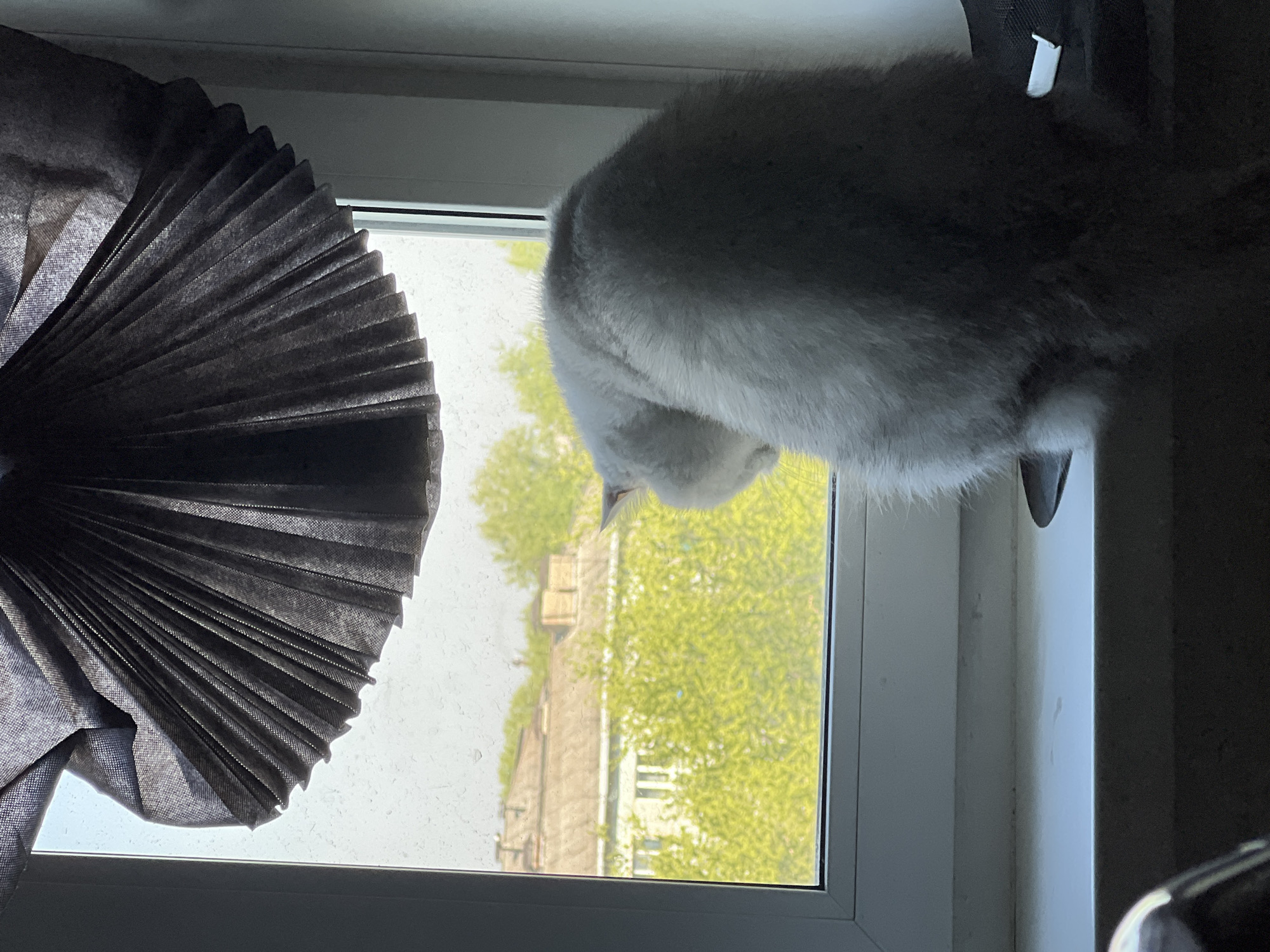 The image shows a light gray cat sitting on a windowsill, looking out the window. A black, pleated window shade is visible on the left side of the frame. Outside the window, buildings and green trees are visible.