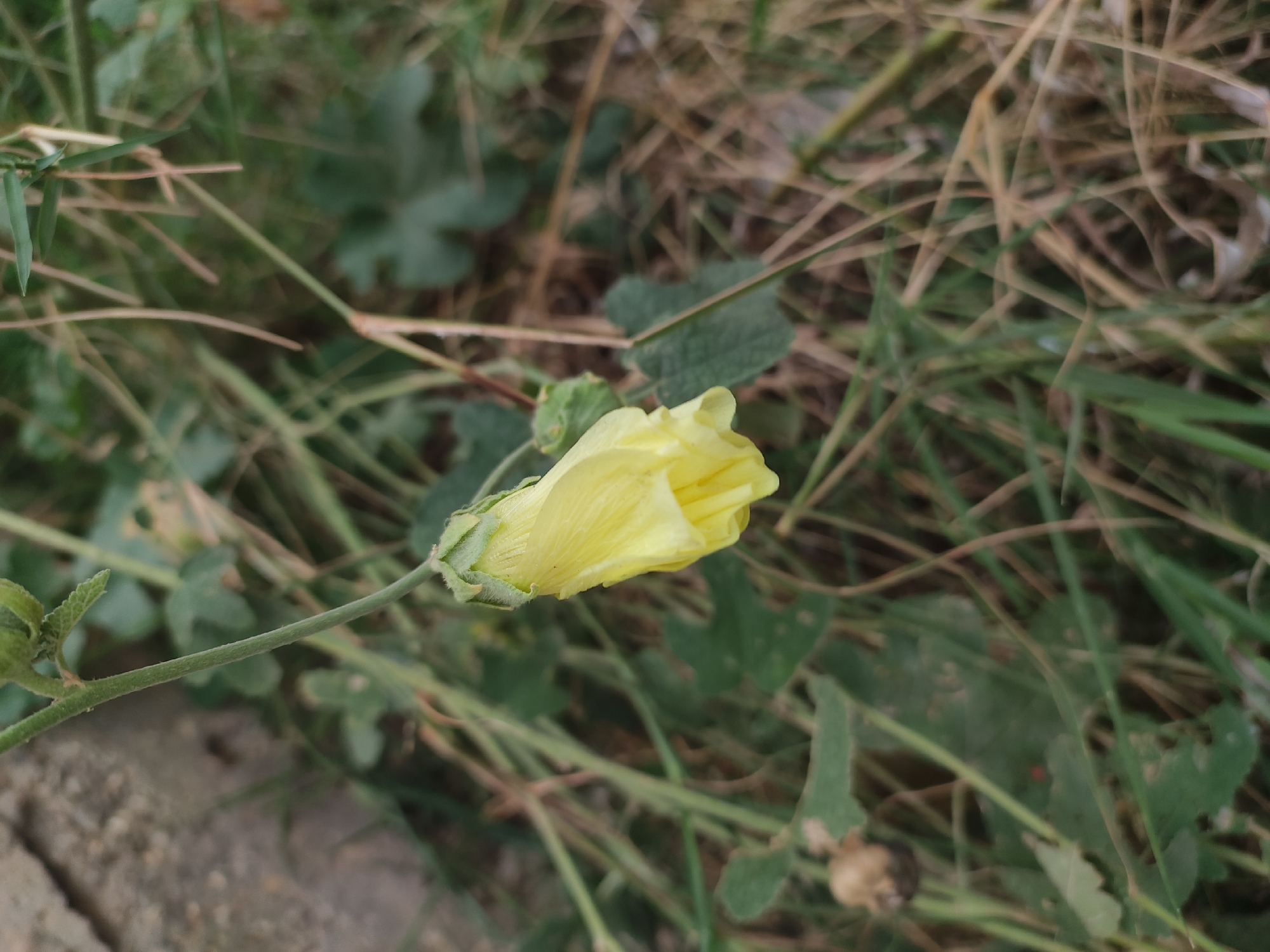 The image is a close-up, eye-level shot of a single, pale yellow flower bud hanging from a green stem. The bud is tubular and slightly open at the bottom, revealing the texture of its petals. The background is a blur of dry grass, green leaves, and a rough, light-colored surface, possibly a stone or wall, on the left side. The lighting suggests an outdoor setting, likely during the day. The scene is devoid of any human presence or activity. There is no identifiable geographical information within the image to suggest it is located in Makhachkala, Russia.