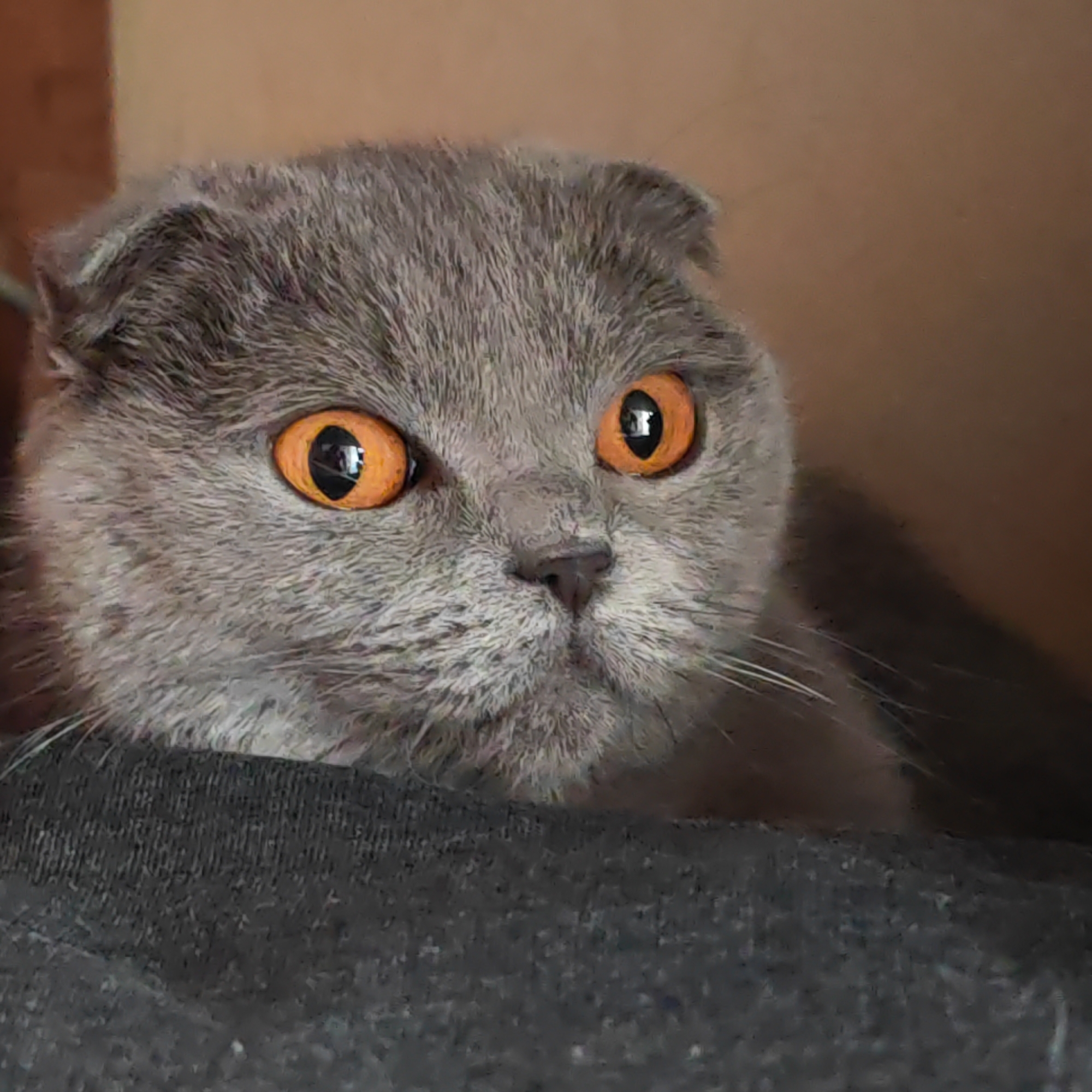 A close-up shot focuses on a gray Scottish Fold cat with prominent amber eyes. The cat is resting its head and chest on a dark gray fabric surface. The background consists of blurred brown cardboard. The location is not discernible and cannot be determined from the image.