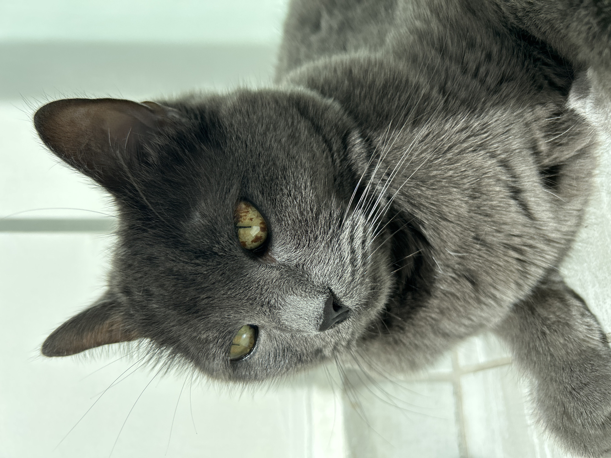 A close-up, angled, and somewhat rotated shot depicts a gray cat with short fur lying on a white surface. The cat is positioned in a way that its head is closest to the viewer, angled slightly upwards. Its eyes are light green with dark flecks. The cat's fur is uniformly gray. The background is a plain white surface, possibly a tiled or smooth countertop.