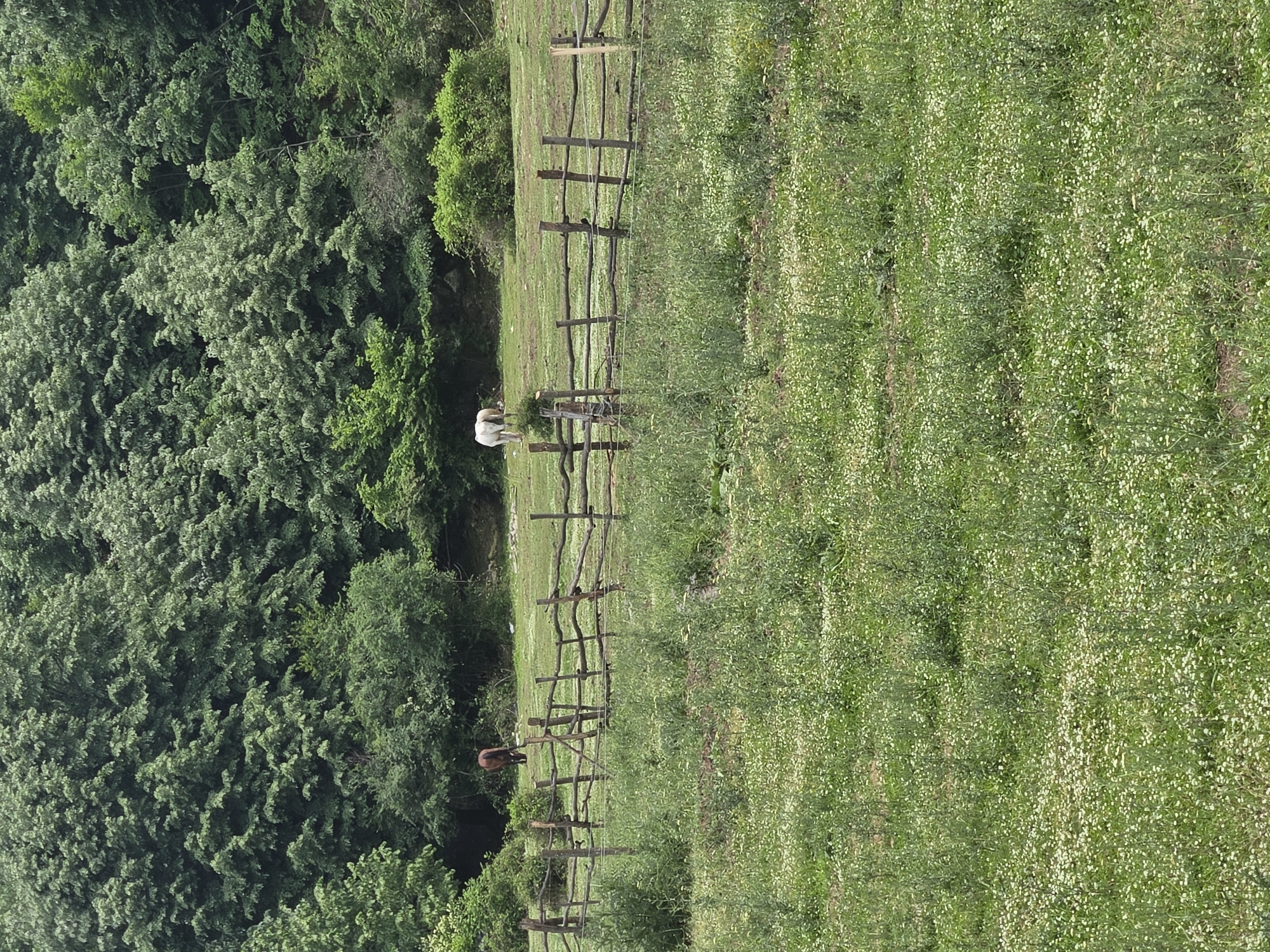 A rural scene features a grassy field with scattered small white flowers, bounded by a rustic wooden fence. Two horses are visible: one brown horse stands near the fence in the lower part of the frame, and a white horse stands further away in the middle ground. A dense green forest borders the field on one side. The location is Unknown, Unknown.