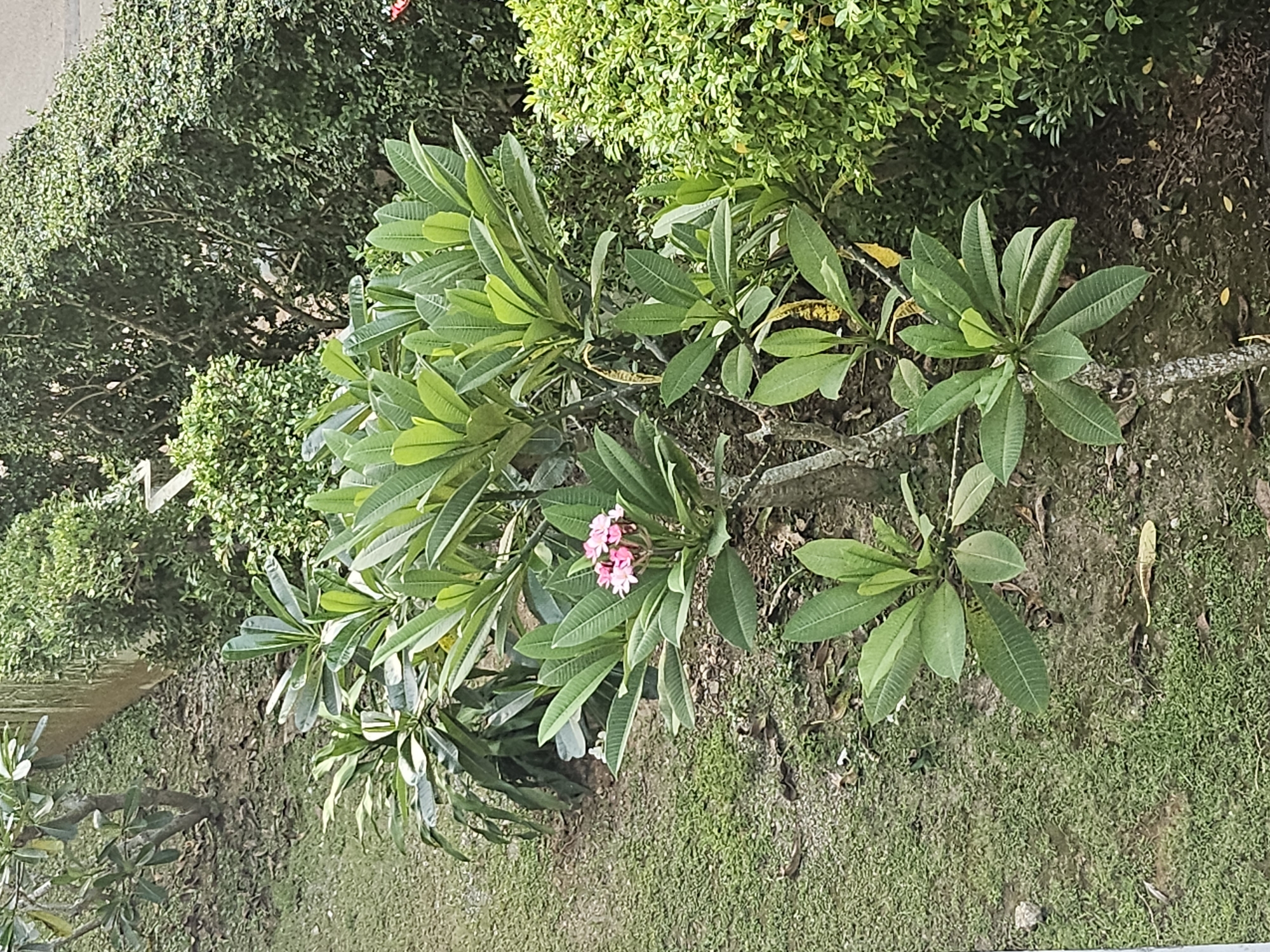 The image depicts a lush green garden scene, likely in Kathu, Thailand, with a focus on a prominent plumeria tree showcasing clusters of delicate pink flowers. The plumeria tree is centrally located, with its distinctive leathery leaves and gnarled branches. Surrounding it are various other green plants and bushes, creating a dense natural environment. The ground is a mix of soil and short green grass, with fallen leaves scattered throughout, suggesting a natural, untamed garden setting. The lighting suggests it is daytime, with soft light illuminating the foliage. No people are visible in the frame.
