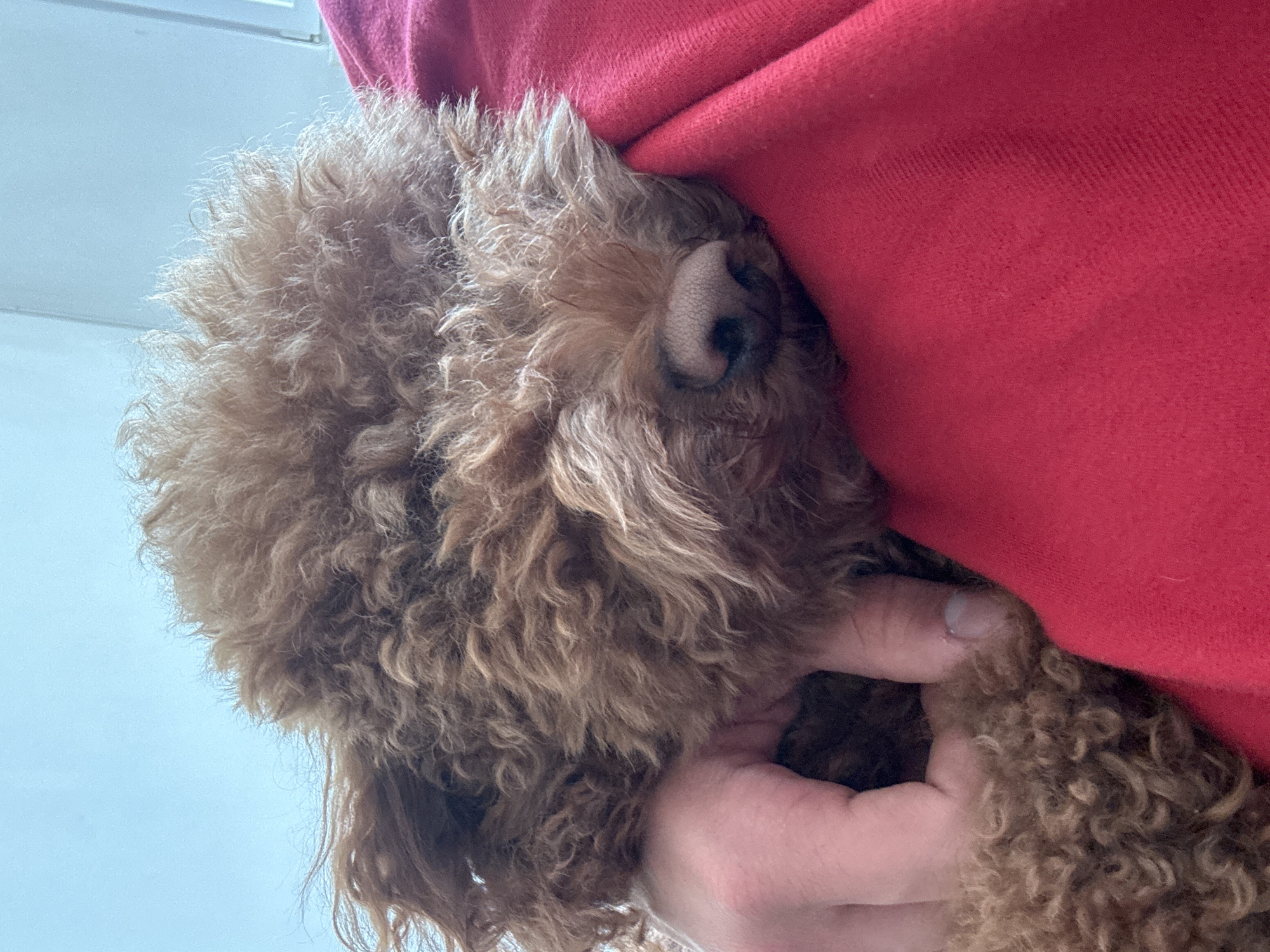 A close-up, low-angle shot shows a brown curly-haired dog nestled against a person wearing a red hooded sweatshirt. The dog's nose is visible. A hand is gently holding the dog. The background includes a glimpse of what appears to be a window or sky. The location is unknown, and the image does not provide any information to indicate it was taken in Yerevan, Armenia.