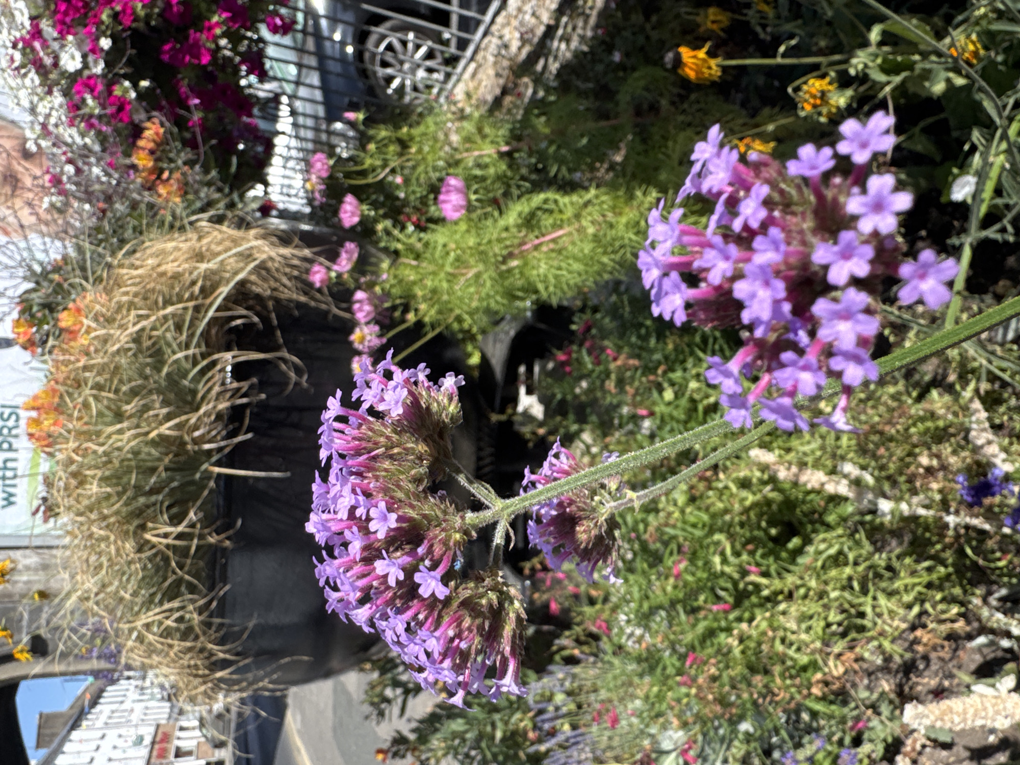 The image captures a close-up view of purple verbena flowers in the foreground, with their delicate petals and clustered blooms. Behind them, a large, dark planter overflows with dried, straw-like grasses. The background reveals a blurred street scene in Clonmel, Ireland, with the facades of white buildings lining the road. A hint of a car's wheel and grille is visible through a metal railing on the right. The overall impression is a vibrant urban floral display against a backdrop of everyday town life.