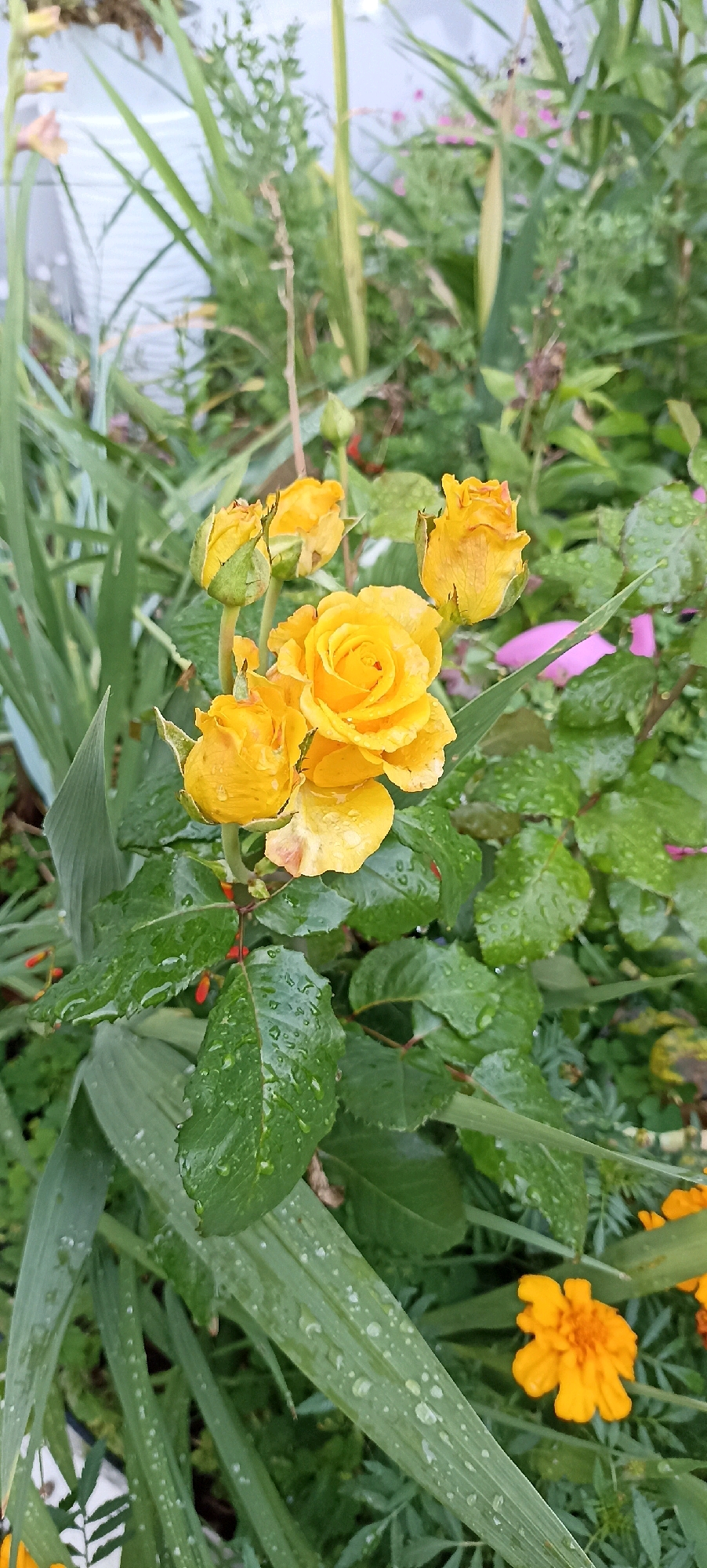 In Votkinsk, Russia, a cluster of yellow roses, glistening with water droplets, blooms amidst lush green foliage. The roses, some fully open and others in bud, are the central focus. Their vibrant yellow petals are tinged with orange and pink hues, suggesting a delicate beauty. Surrounding them are long, slender green leaves and shorter, feathery green leaves. A few small, bright red berries are visible on the stems of the roses. In the background, out-of-focus green plants and hints of pink and orange flowers create a soft, natural backdrop. The overall impression is a serene garden scene after a rain shower.