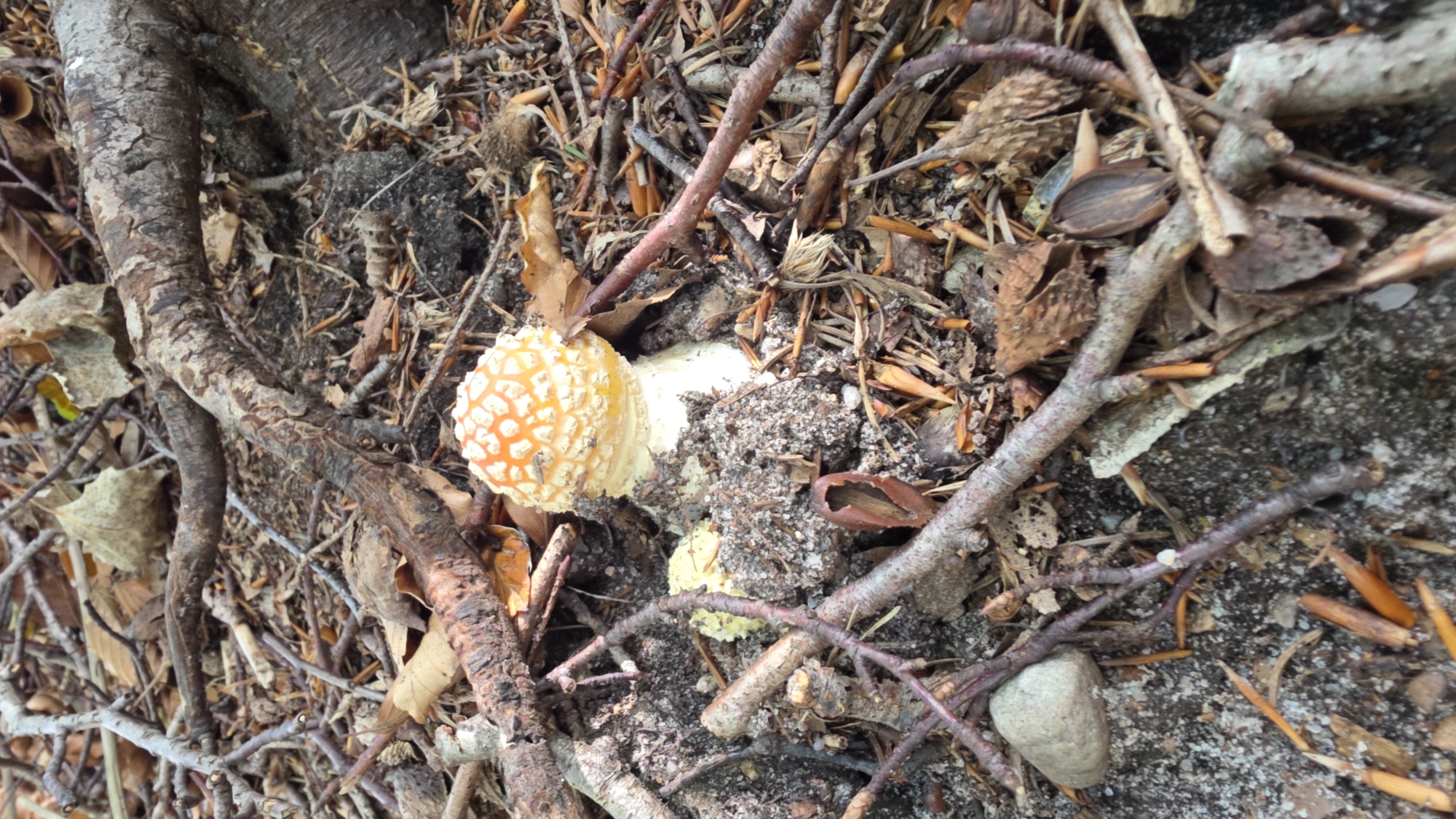 A close-up, eye-level shot captures a brightly colored mushroom emerging from the forest floor. The mushroom's cap is a striking orange-yellow, speckled with white, wart-like patches. Its white stem is partially obscured by dark, damp soil and a cluster of greyish debris. The surrounding environment is a chaotic mix of natural elements. Numerous fallen branches, varying in thickness and color from dark brown to pale grey, are scattered across the scene. Dry, brown leaves and pine needles litter the ground, interspersed with what appear to be seed pods or husks. A smooth, grey rock is visible in the lower left corner. The lighting suggests an outdoor, possibly shaded, environment. The overall impression is one of a natural forest floor, untouched by human intervention.