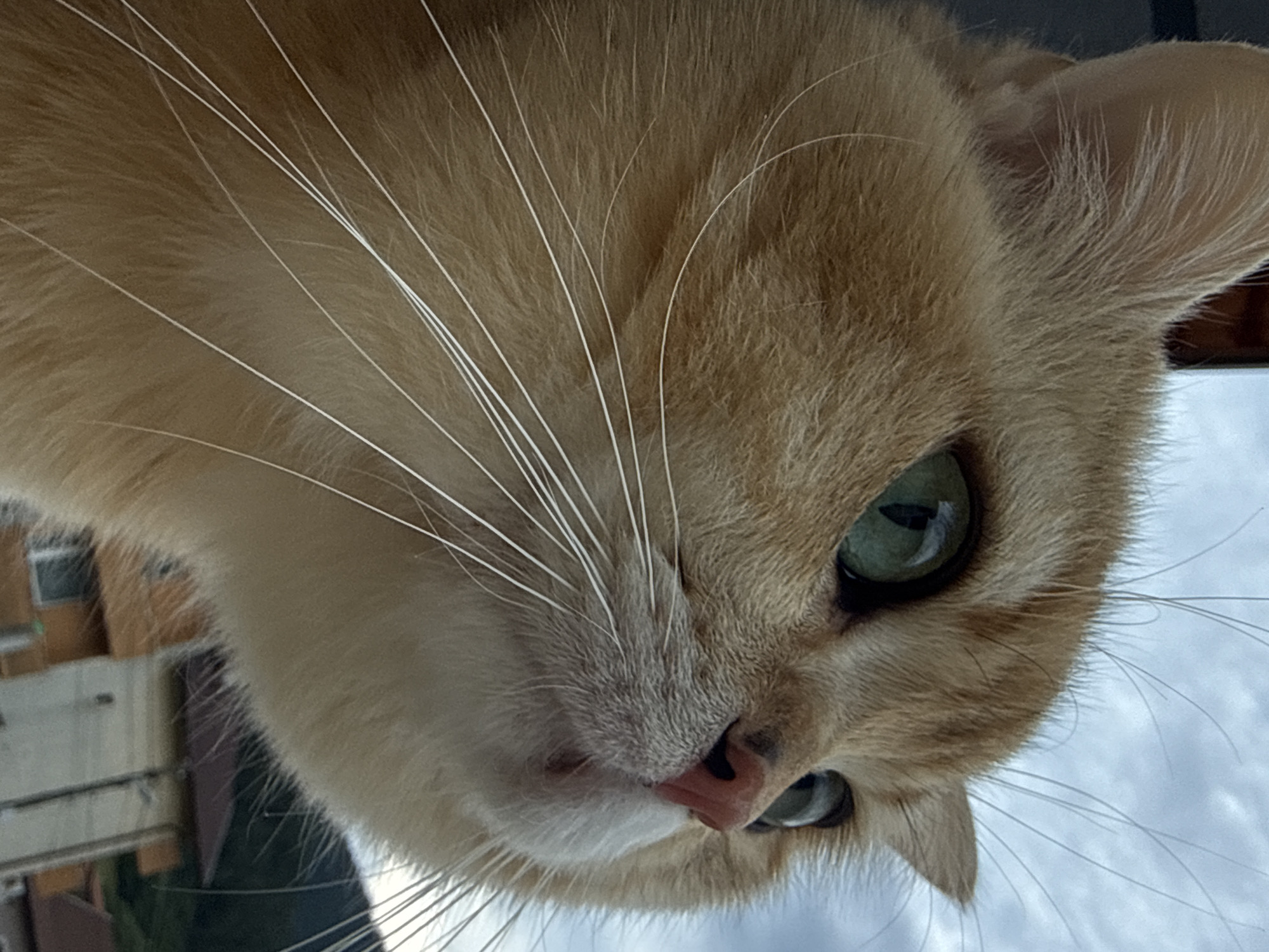 A close-up, low-angle shot features the face of a ginger cat with striking green eyes looking upwards and to the right. The cat's fur is a warm, golden-orange hue, with long, white whiskers fanning out from its muzzle. The background is blurred, showing a cloudy sky and the upper portions of buildings with red-tiled roofs, suggesting an outdoor urban or semi-urban setting. The image does not contain any information that would place it specifically in the city of Yurukovo, Bulgaria, nor does it show any people, actions, or interactions.