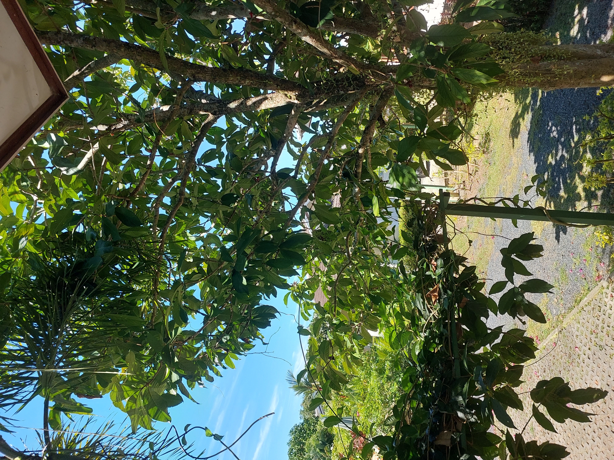The image shows a view looking out from under a structure with a brown-trimmed edge, suggesting a covered porch or awning, into a lush green outdoor environment. The foreground is dominated by the branches and dense foliage of a tree with a rough, textured bark. Some of the leaves are large and broad, while others are smaller and more delicate. Vines hang down from above and intertwine with the tree's branches. In the background, there is more greenery, including what appear to be palm fronds and other tropical plants. A building with a tiled roof is partially visible behind the foliage. The ground is covered with small grey gravel and some paving stones. The sky is a clear, bright blue with a few wispy clouds. The lighting suggests it is daytime, with sunlight casting shadows from the leaves onto the ground. The scene appears to be from Baan Mae Nam, Thailand, characterized by its tropical vegetation and clear skies. No people are visible in the image.