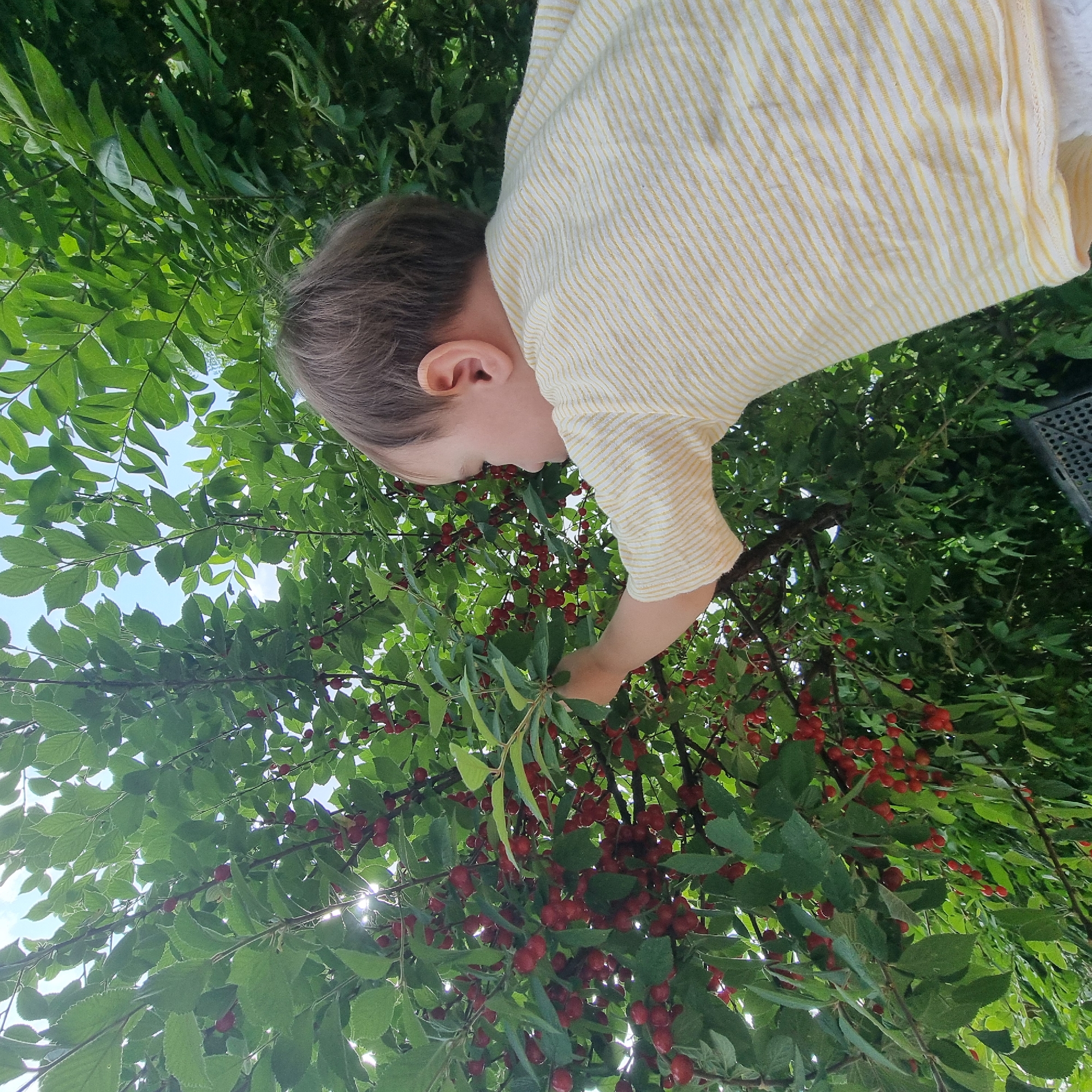 A young child, seen from behind and from the side, is reaching up to pick cherries from a tree. The child is wearing a yellow and white striped t-shirt. The background is filled with lush green leaves and branches of the cherry tree, with hints of a bright sky. The scene appears to be outdoors, likely in a garden or orchard, possibly in Dunnae-myeon, South Korea.