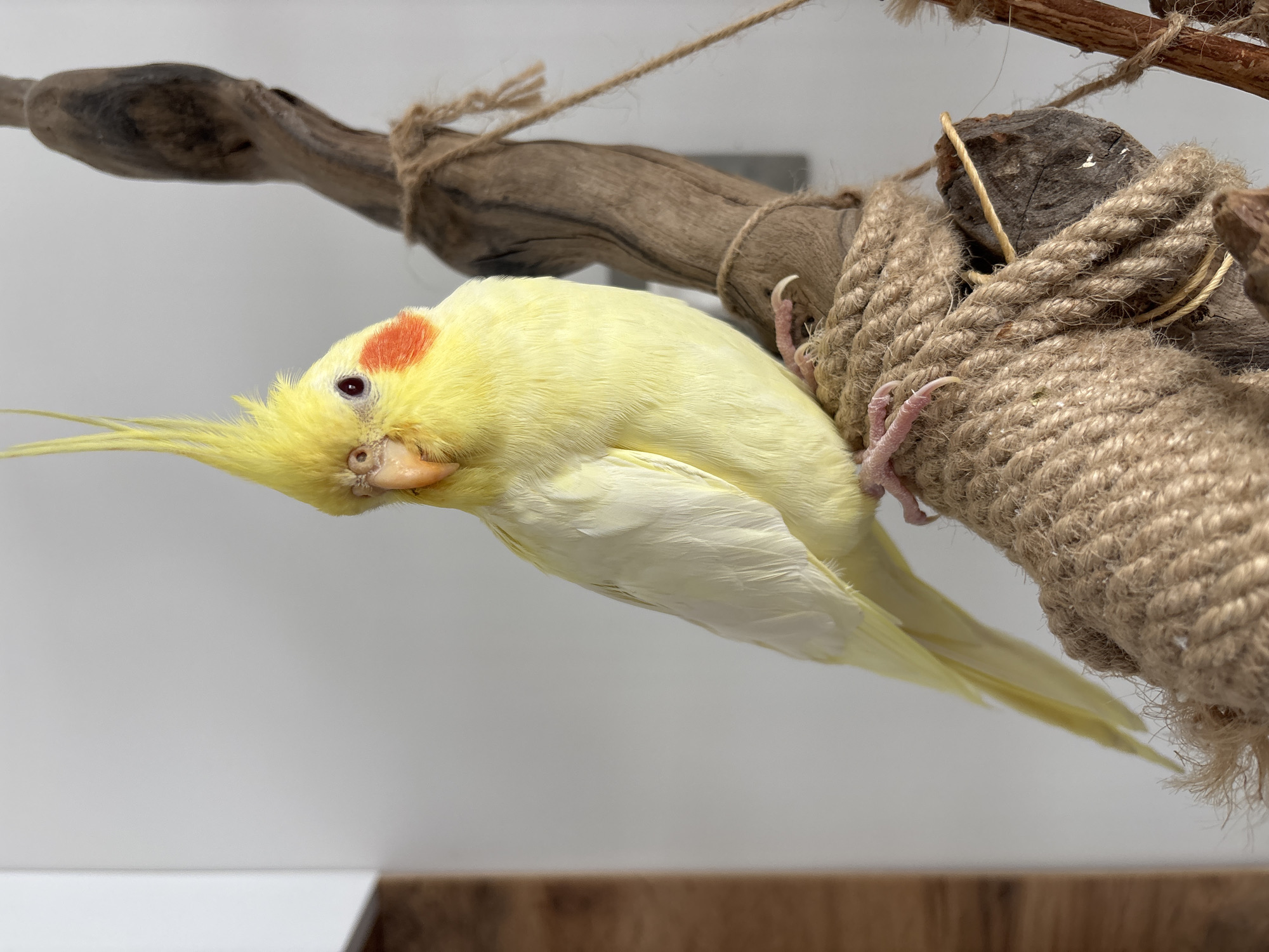 A yellow cockatiel perches upside down on a rope-wrapped branch. The bird has a reddish-orange cheek patch and long, pointed crest feathers. The branch is part of a larger wooden structure, possibly a play area for birds. The background is a simple white wall over what appears to be a wooden shelf. There is no evidence to suggest that the picture was taken in Krasnoyarsk, Russia.