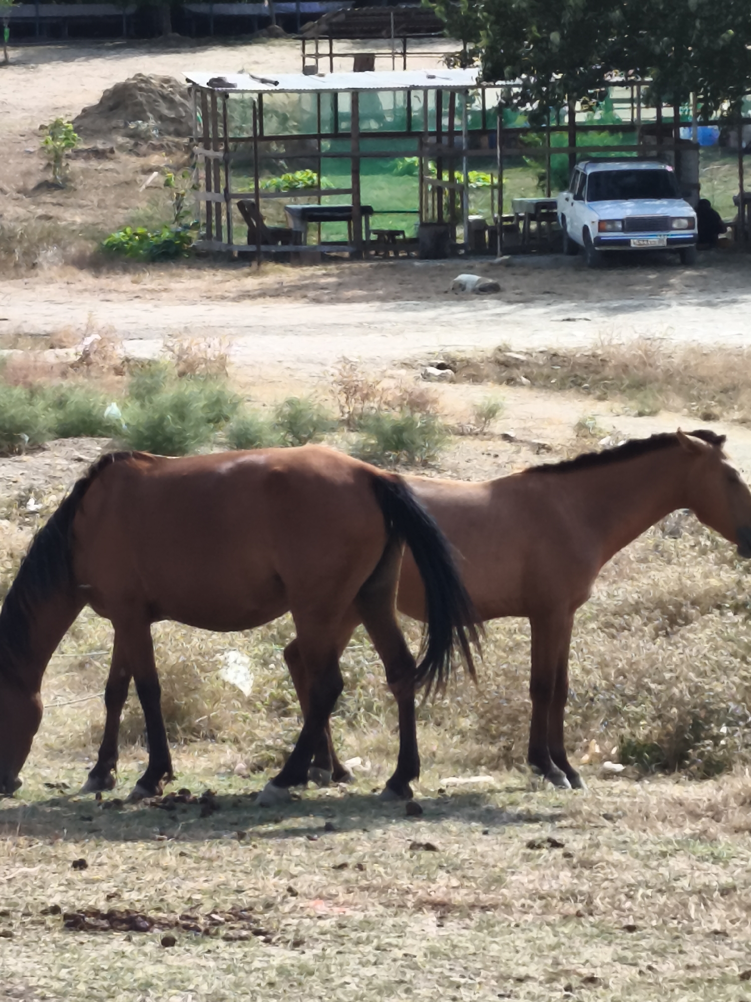 The image depicts an outdoor scene in the city of Siazan, Azerbaijan. Two horses, both a deep brown color, are the central subjects. One horse is positioned on the left, facing left with its head lowered towards the ground, appearing to graze. The other horse stands to its right, facing right, with its head raised. The environment is dry and somewhat arid, with sparse vegetation and dry grass covering the ground. In the background, a simple, open-sided wooden structure with a corrugated metal roof is visible, possibly a shelter or stable. A white car is parked near this structure. The overall setting suggests a rural or semi-rural area within Siazan.