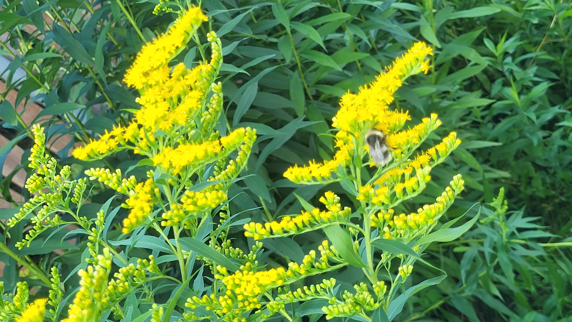 A bumblebee is shown on bright yellow flowers with green leaves in the background. The bumblebee is on the right side of the image and is facing to the left. The flowers are on the right side of the image. The leaves are green and blurred in the background.