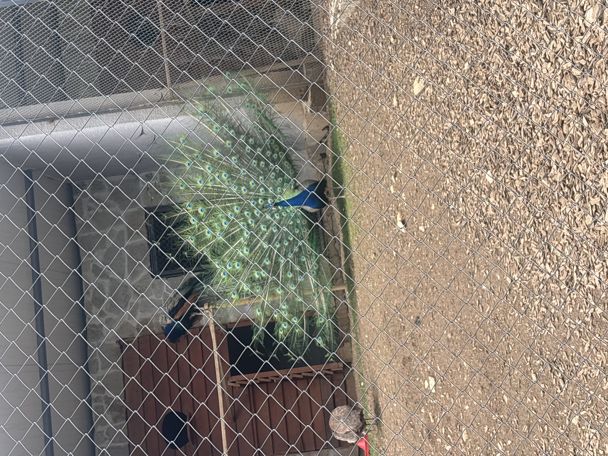 The image depicts a peacock with its tail feathers fanned out, seen through a wire mesh fence. The location is likely a zoological garden or aviary in Stara Zagora, Bulgaria. The peacock is predominantly blue with iridescent green and blue feathers in its tail. Behind the peacock is a wooden structure, possibly a shelter. To the right, outside of the caged area, is a ground surface covered with wood chips or gravel. The view is angled downward.