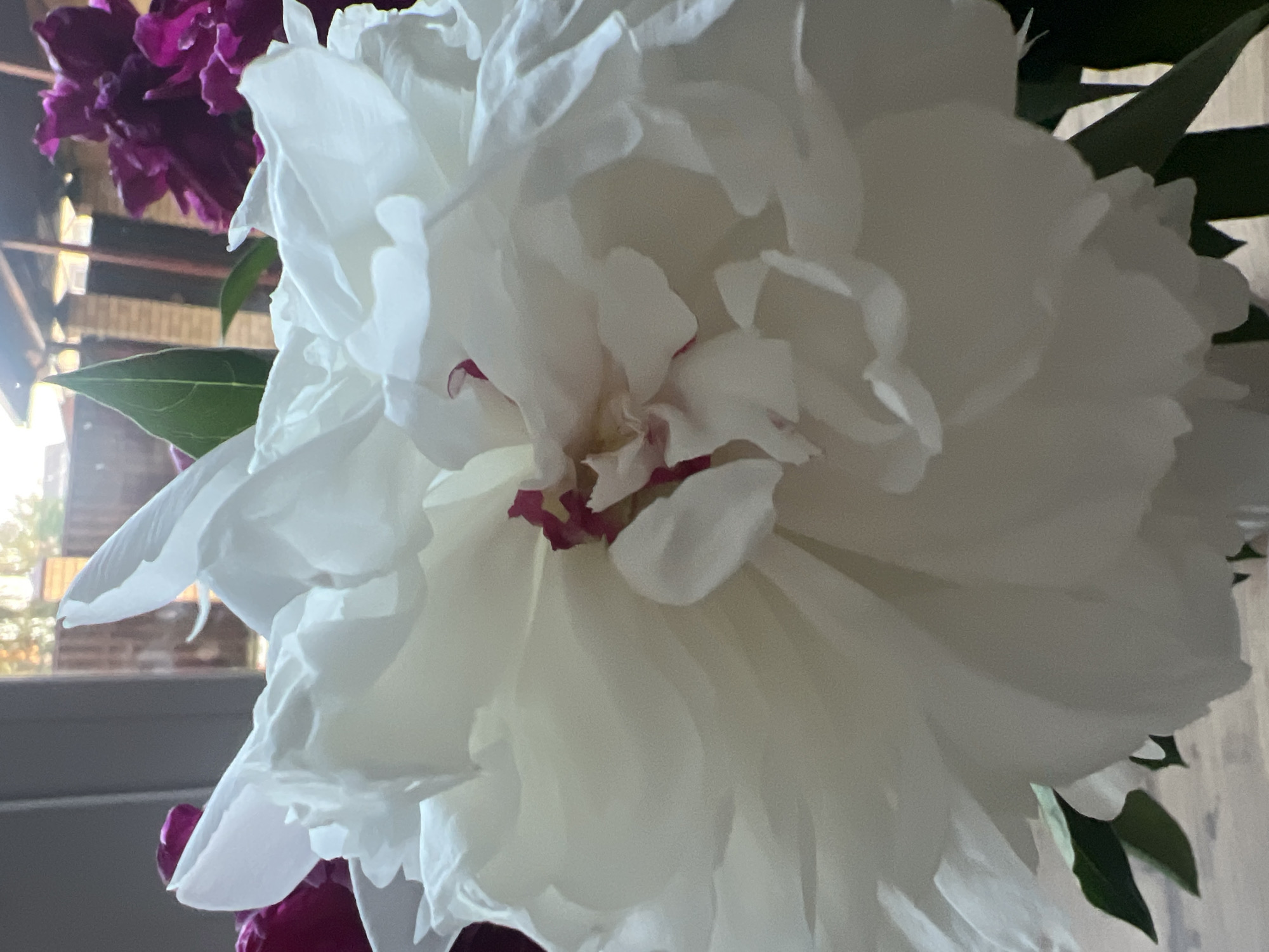 A close-up, eye-level shot focuses on a large, white peony flower with ruffled petals, some of which are tinged with a reddish-pink hue at their base. The flower dominates the frame, with hints of dark pink peonies visible in the background, slightly out of focus. A few green leaves are interspersed among the petals. The setting appears to be indoors, near a window, with sunlight filtering through, creating soft shadows and highlights on the petals. In the background, out of focus, is a brick wall and wooden structures, suggesting an outdoor area visible through the window. The image does not depict any people or discernible actions, and its location in Votkinsk, Russia, is not visually evident from the floral subject matter itself.