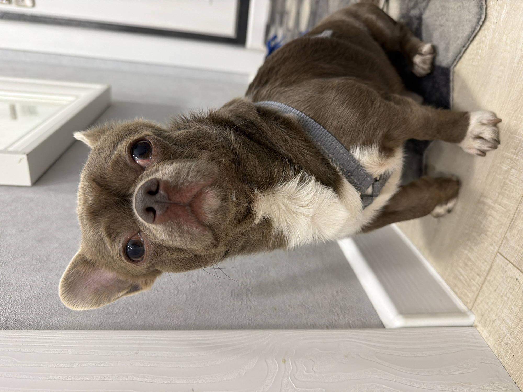 A small, brown and white chihuahua is lying down indoors, likely on a rug or dog bed. It is wearing a grey harness. The dog is positioned near a white baseboard and a grey floor. Part of a picture frame and a rug are also visible. It is not possible to determine the exact location in Votkinsk, Russia from this image.