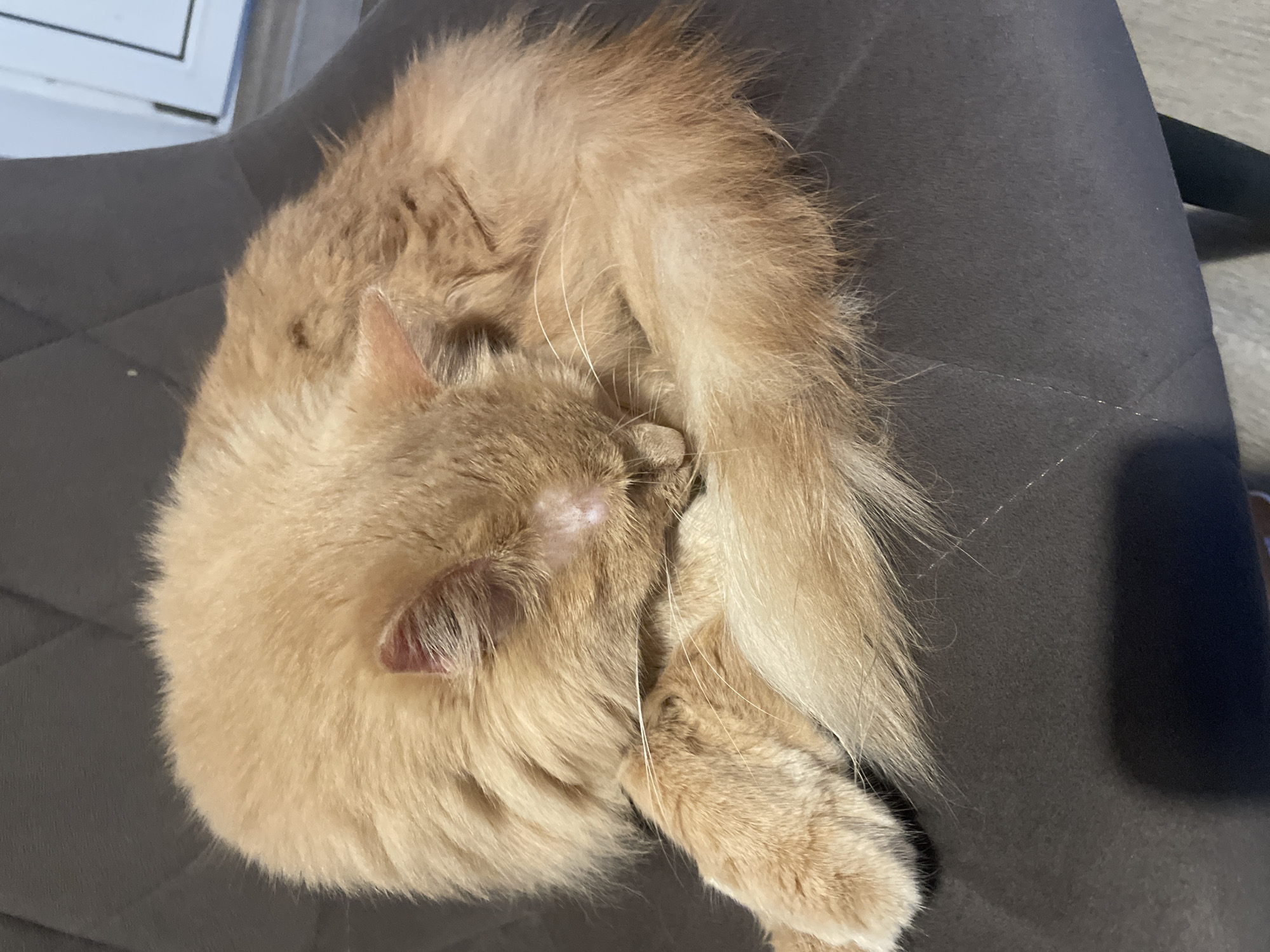 An orange cat is sleeping curled up on a dark grey upholstered chair. The cat is mostly obscured by its own fur, but its head is tucked into its body, and its tail is wrapped around it. The cat's fur is long and fluffy. The chair appears to be in a domestic setting, with a window and part of a door visible in the background. The image does not provide any information about the city of Otradnoye, Russia.